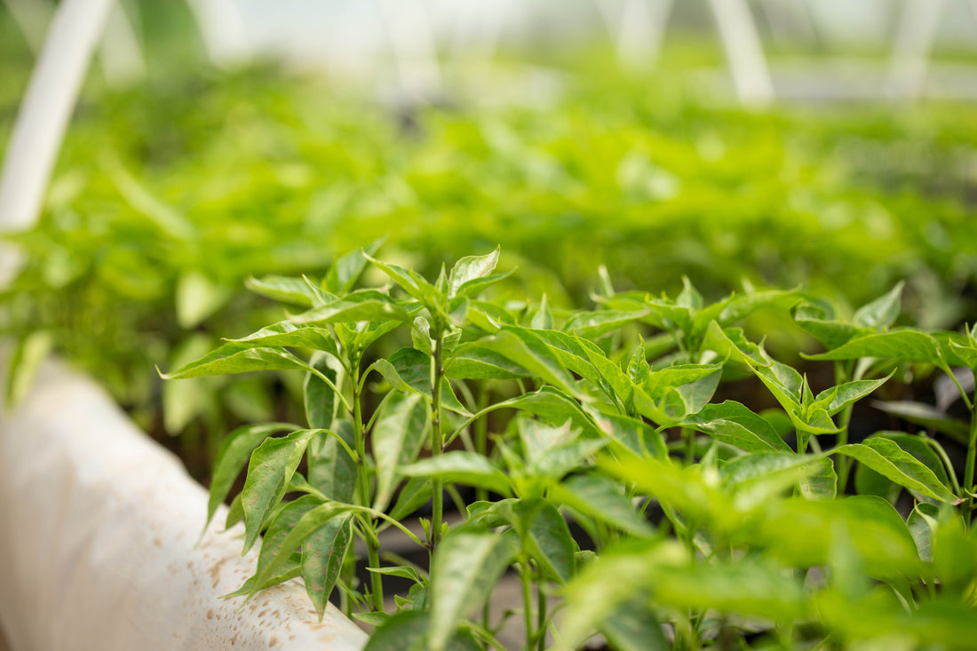 Răsaduri de ardei: cum le aclimatizezi corect înainte de plantare