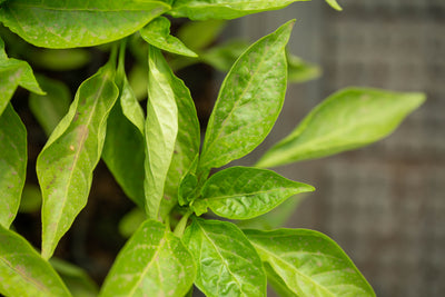 Cum germinezi corect semintele de ardei iute (pas cu pas)