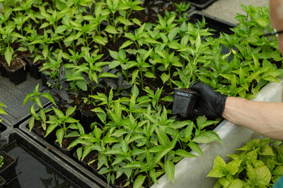 De la sământă la răsad: primele 30 de zile ale ardeiului