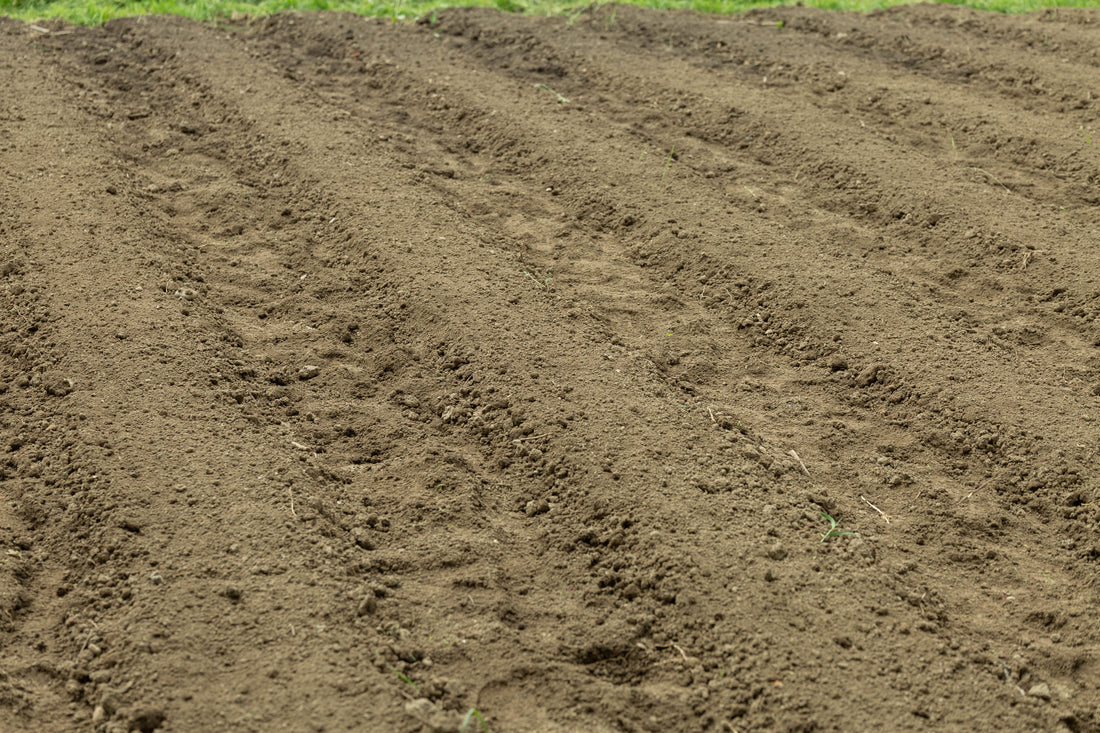 Solul ideal pentru ardei: ce îi place si ce trebuie evitat