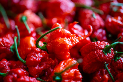 Carolina Reaper - Ardei Aprig