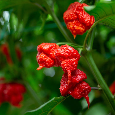 Când si cum se recoltează ardeii pentru gust maxim