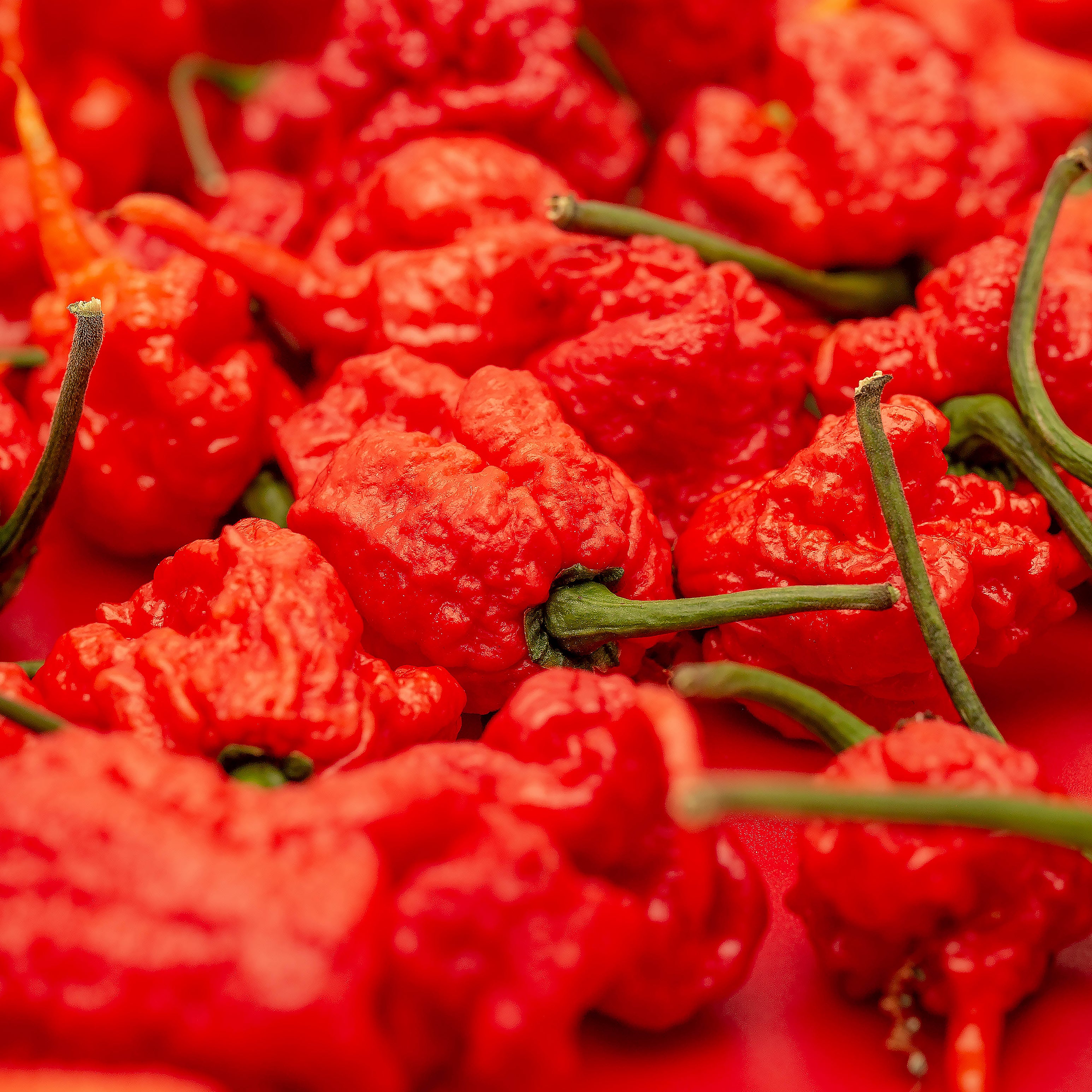 Ardei - Carolina Reaper Red