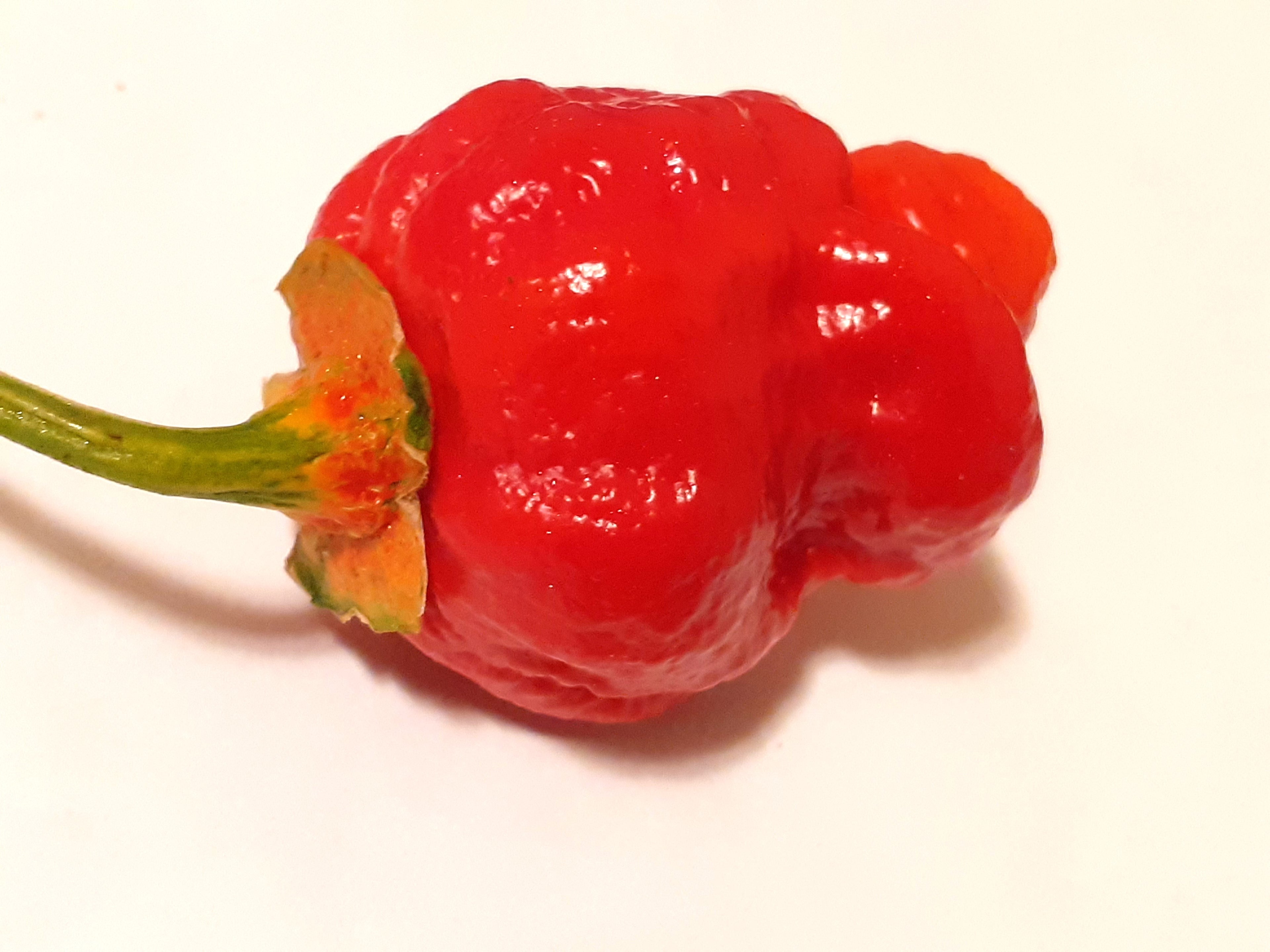 Răsad Ardei - 7 Pot BBG Red