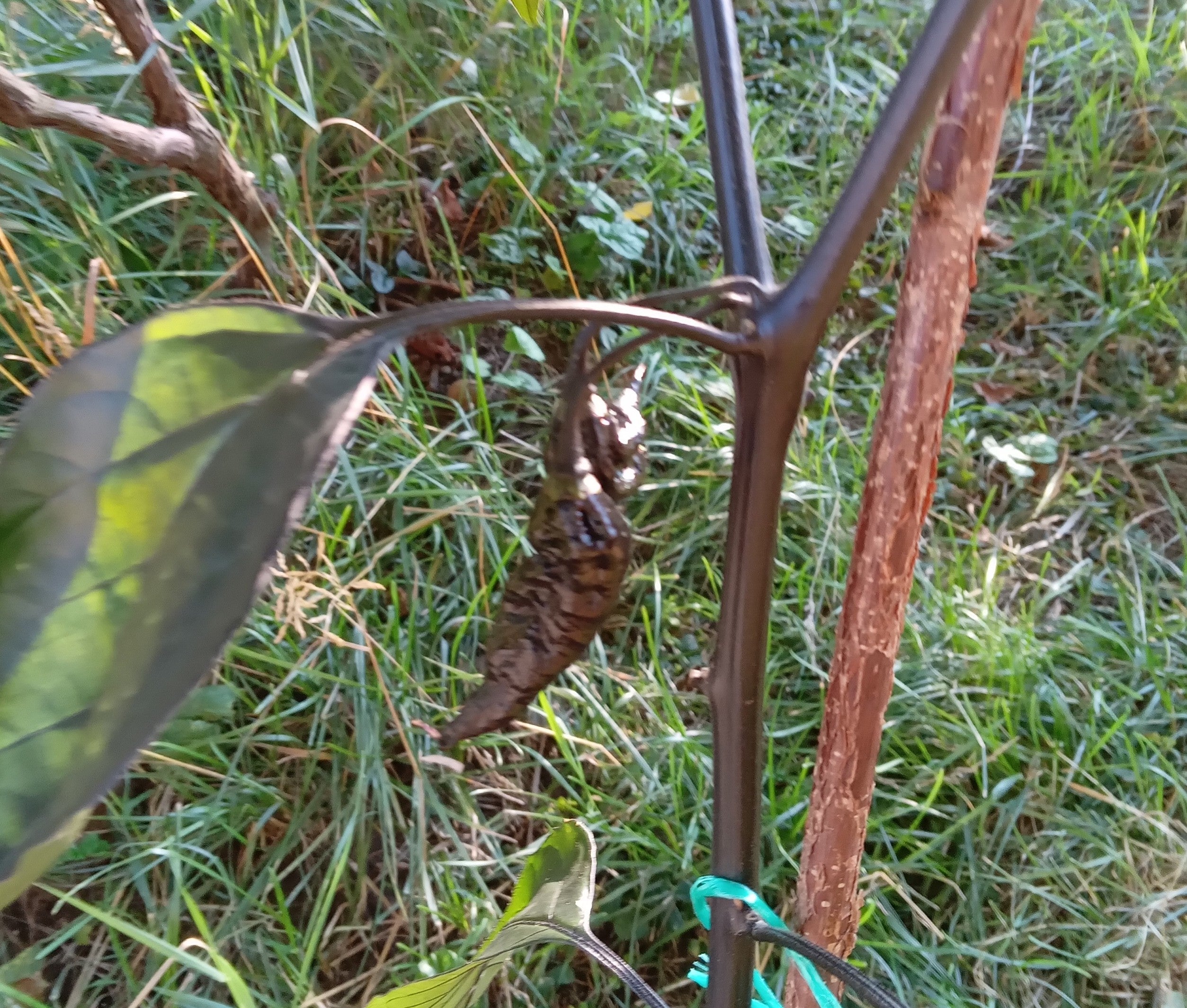 Seminţe Ardei - Naga Black Multicolor