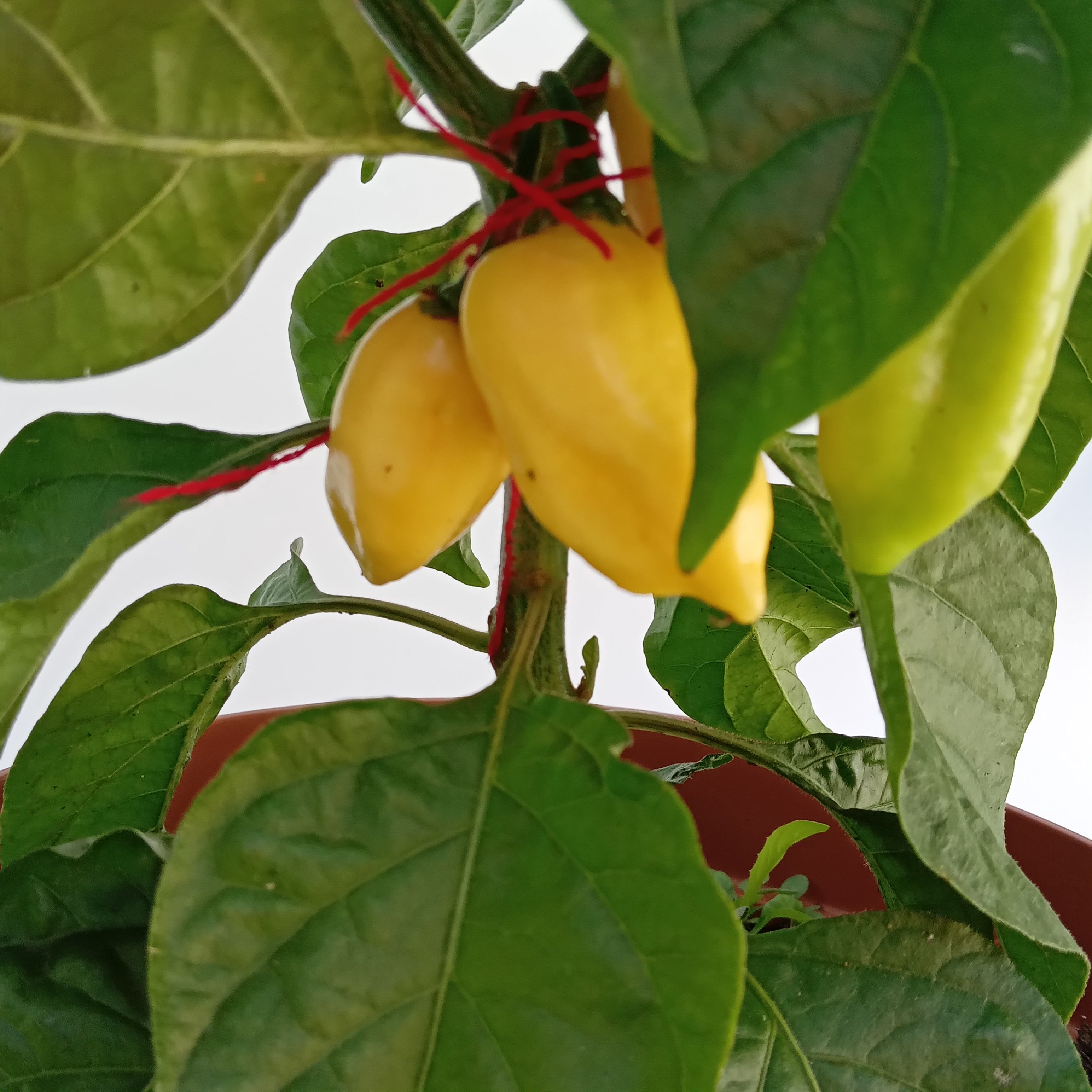 Răsad Ardei - Bhut Jolokia Giant White