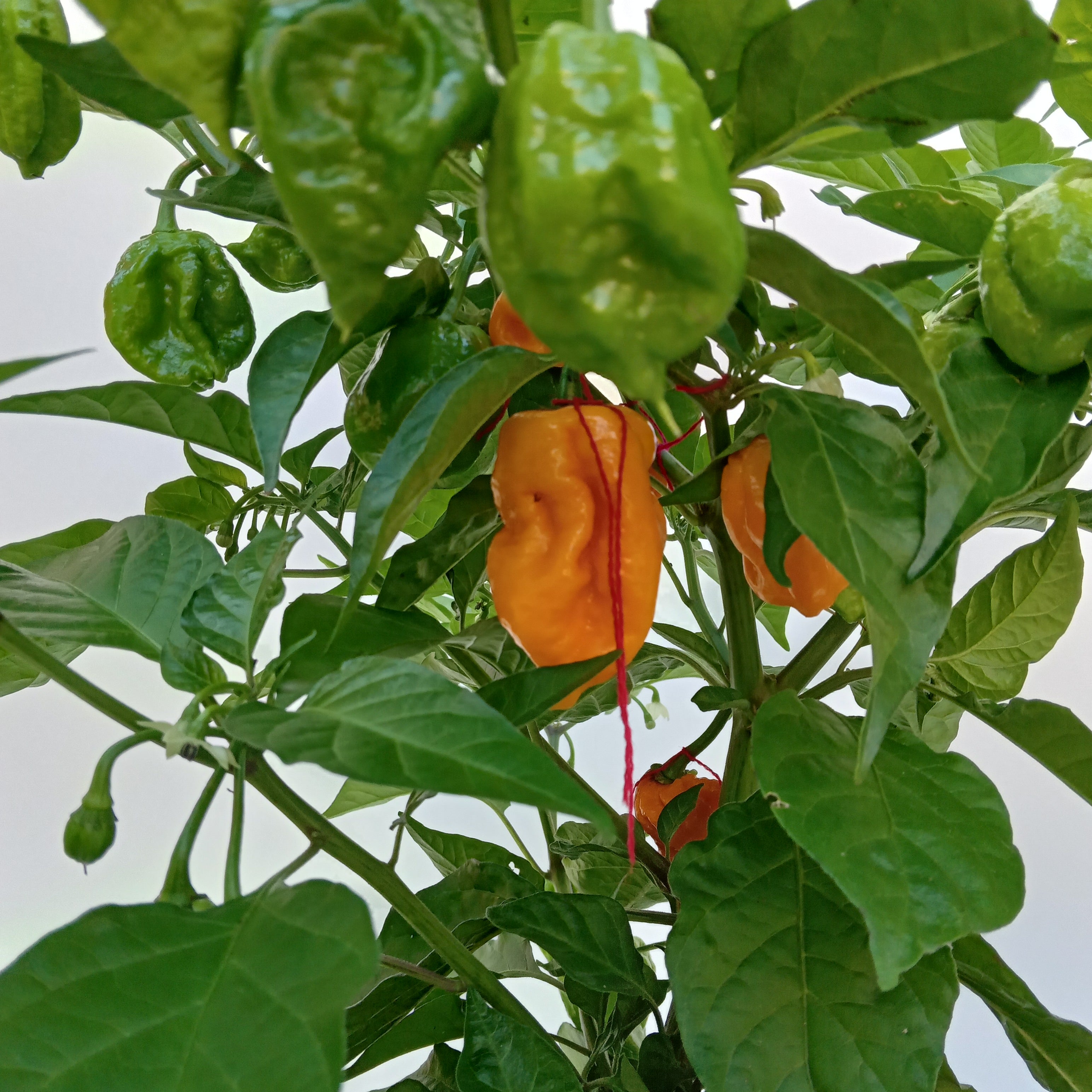 Răsad Ardei - Borg 9 Yellow