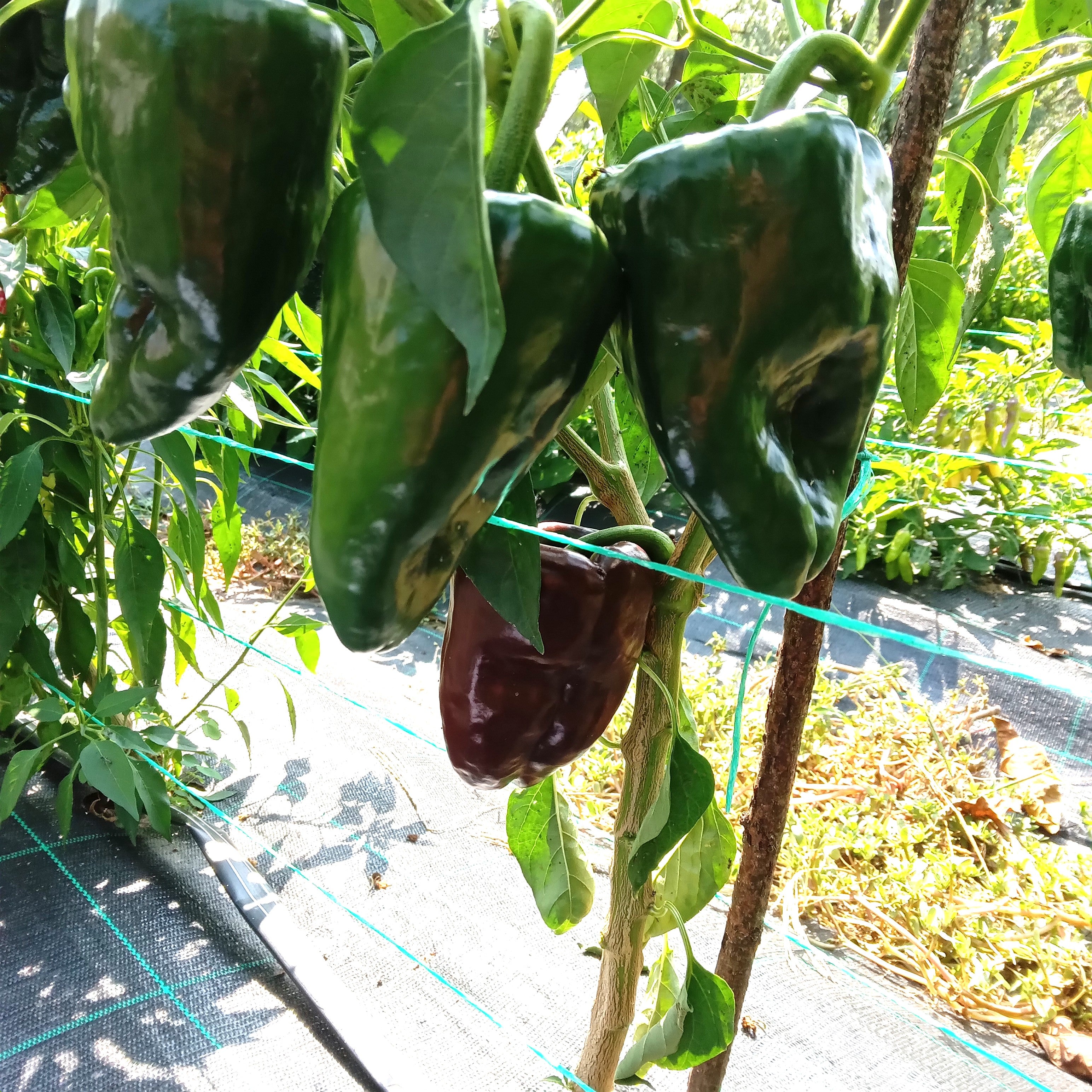 Răsad Ardei - Ancho Poblano