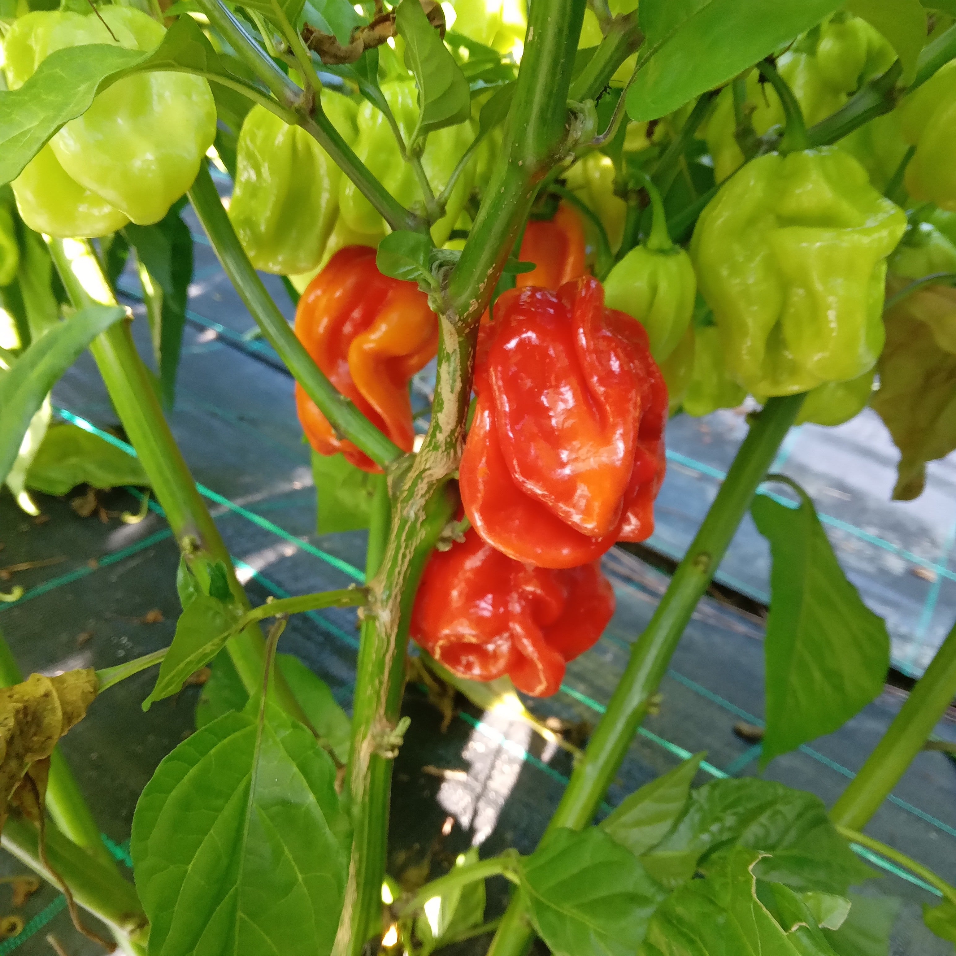 Pepper Seedling - Habanero Avenir