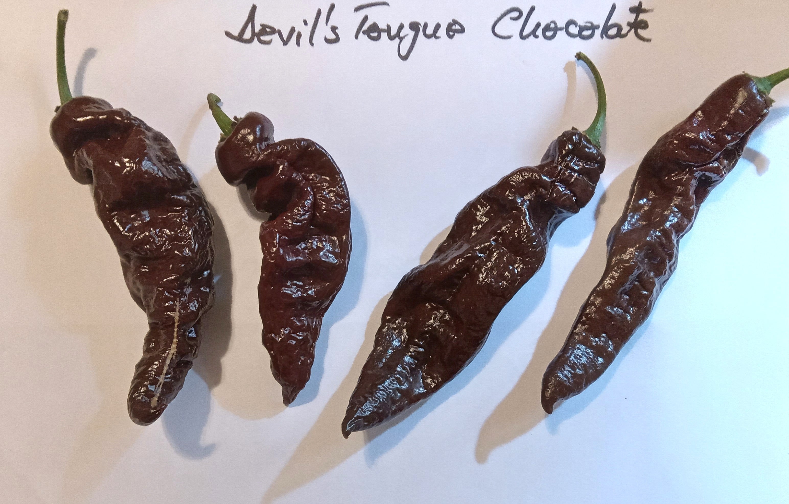Pepper Seedling - Devil's Tongue Chocolate