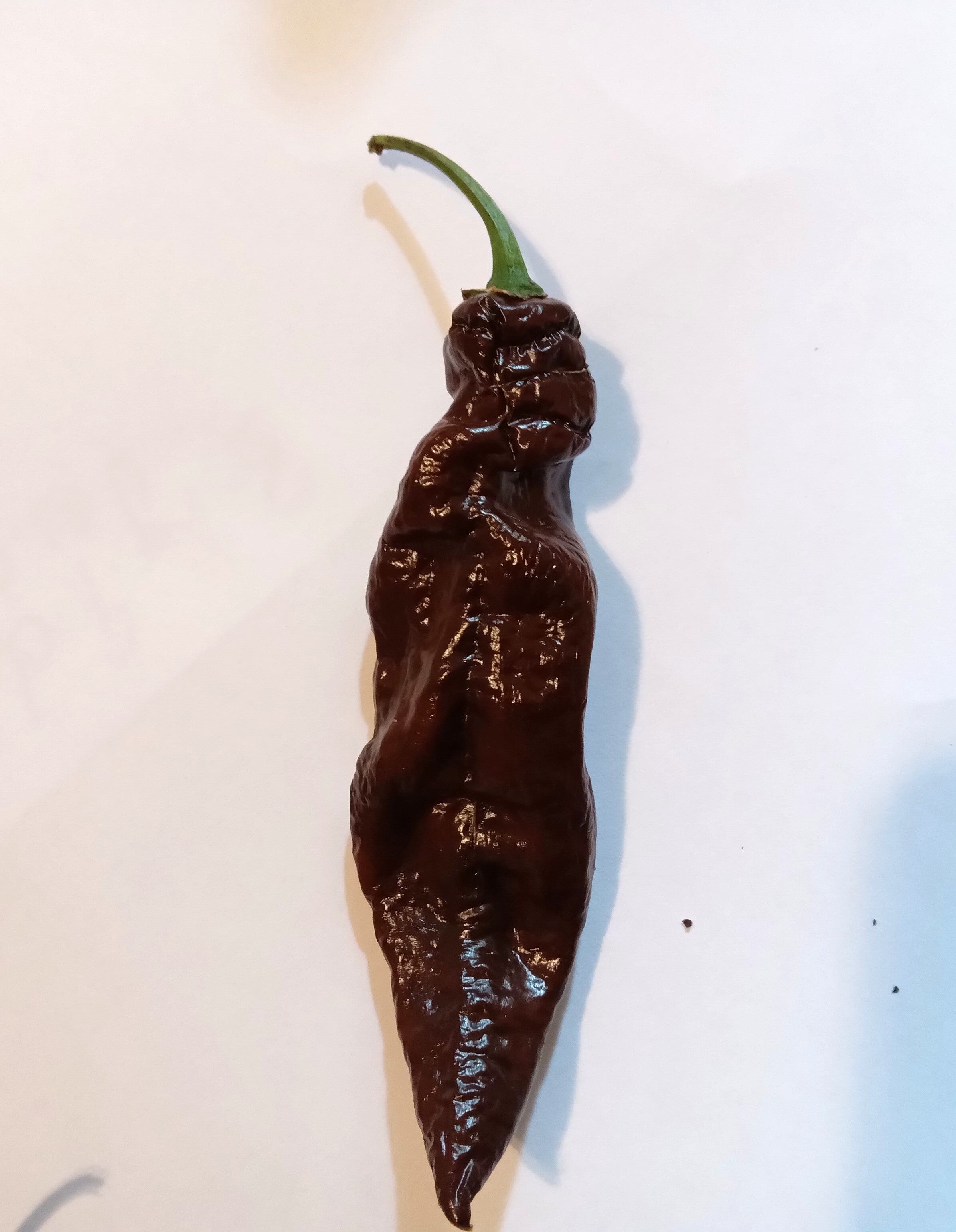 Pepper Seedling - Devil's Tongue Chocolate