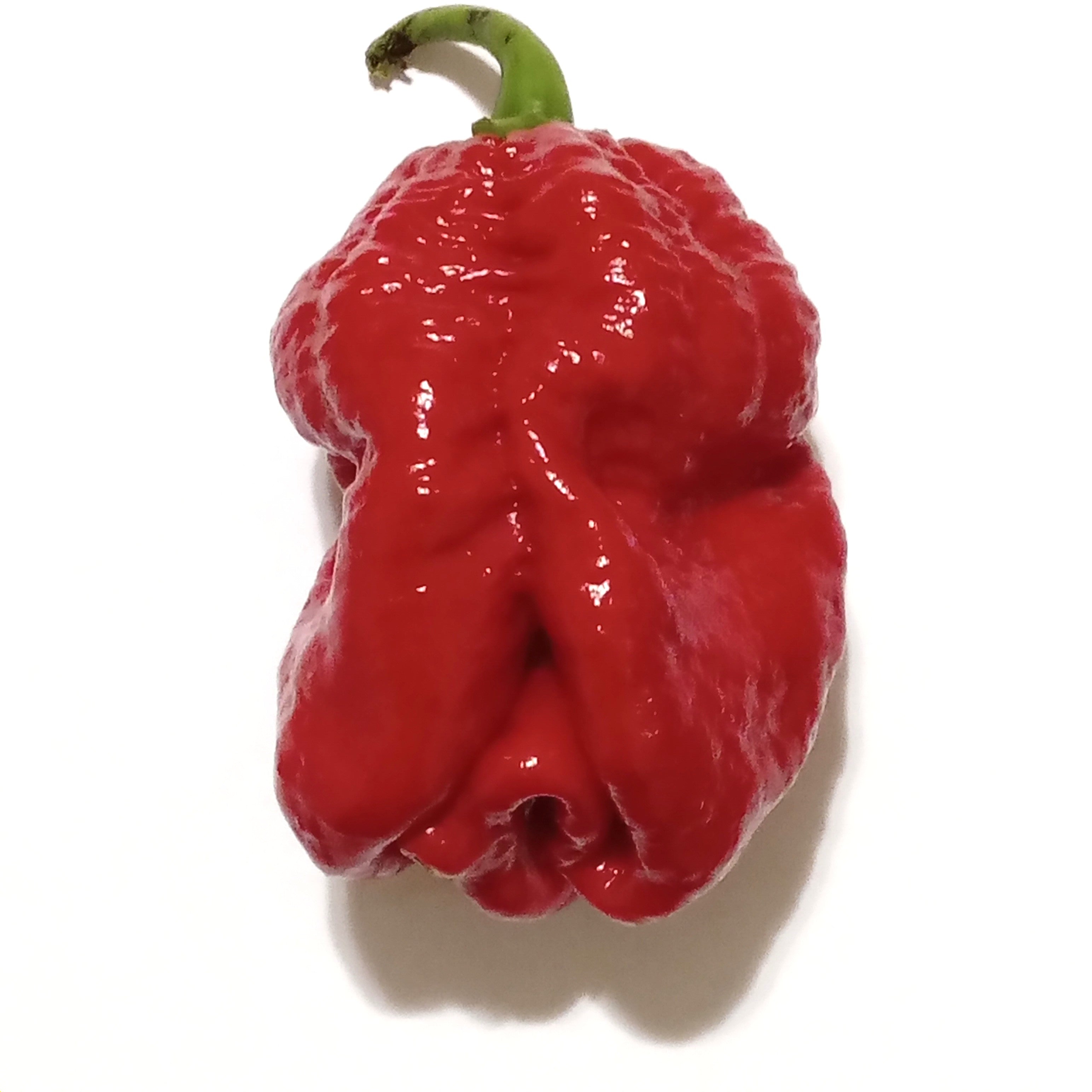Pepper Seedling - Habanero Avenir
