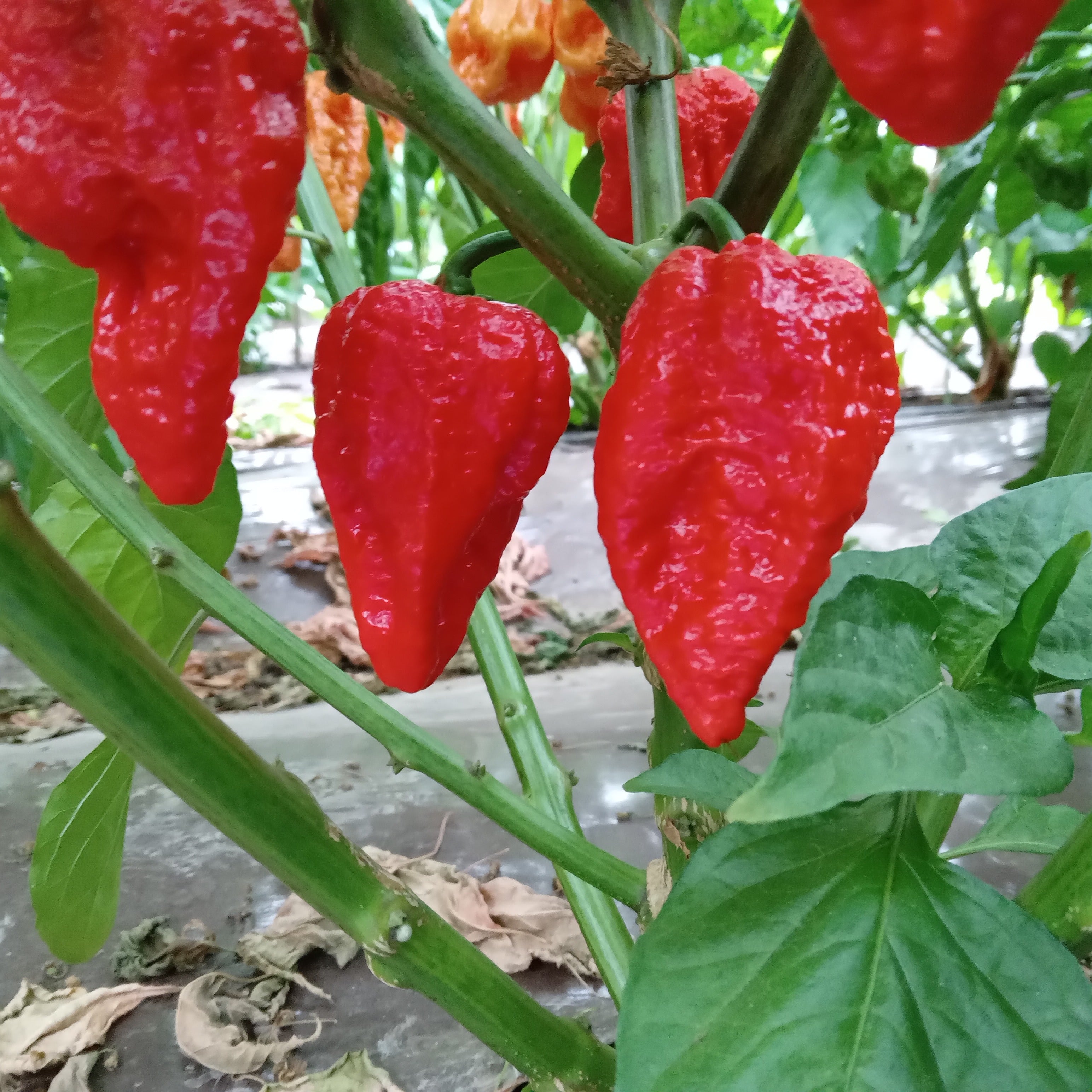 Seminţe Ardei - 3MSHU