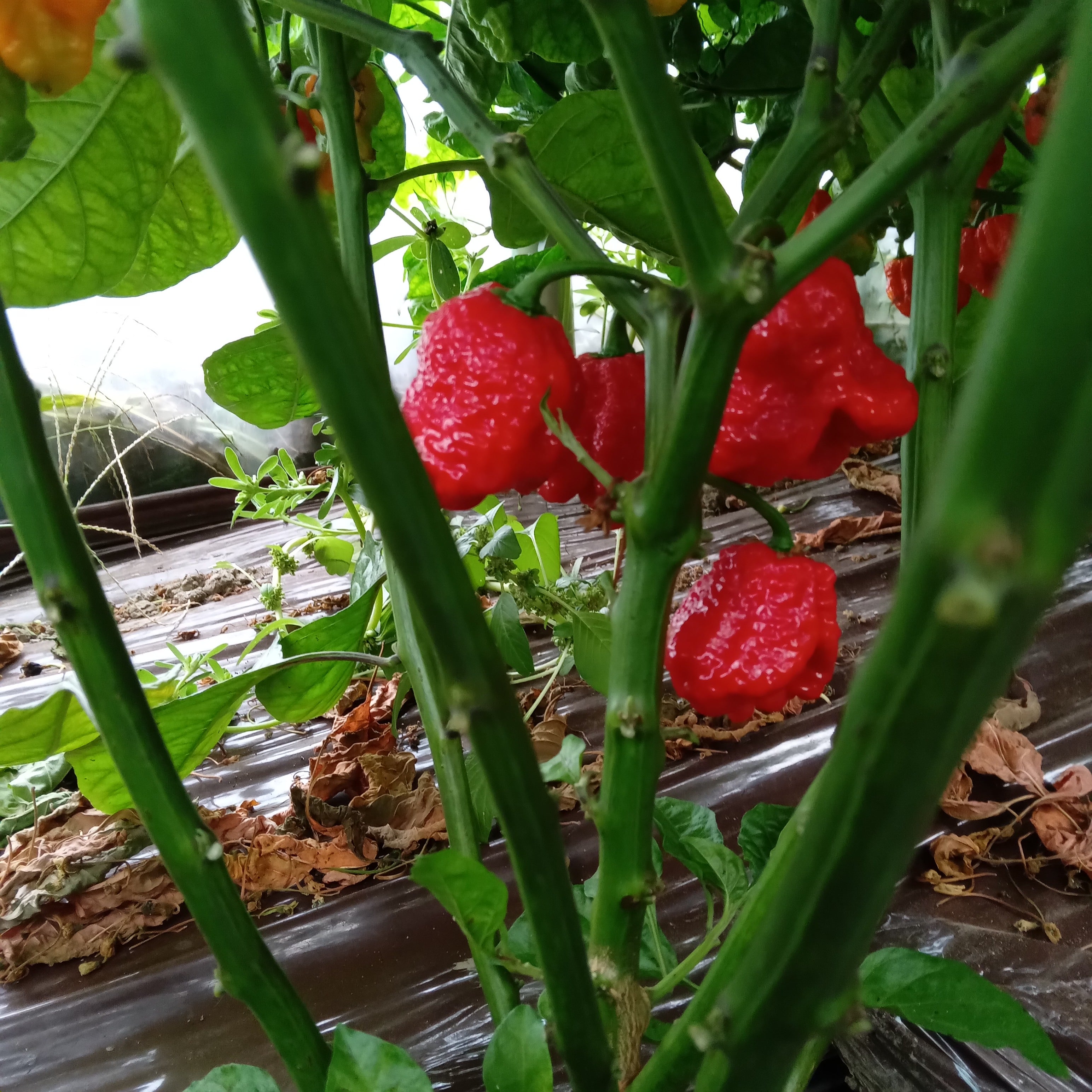 Răsad Ardei - 7 Pot Red