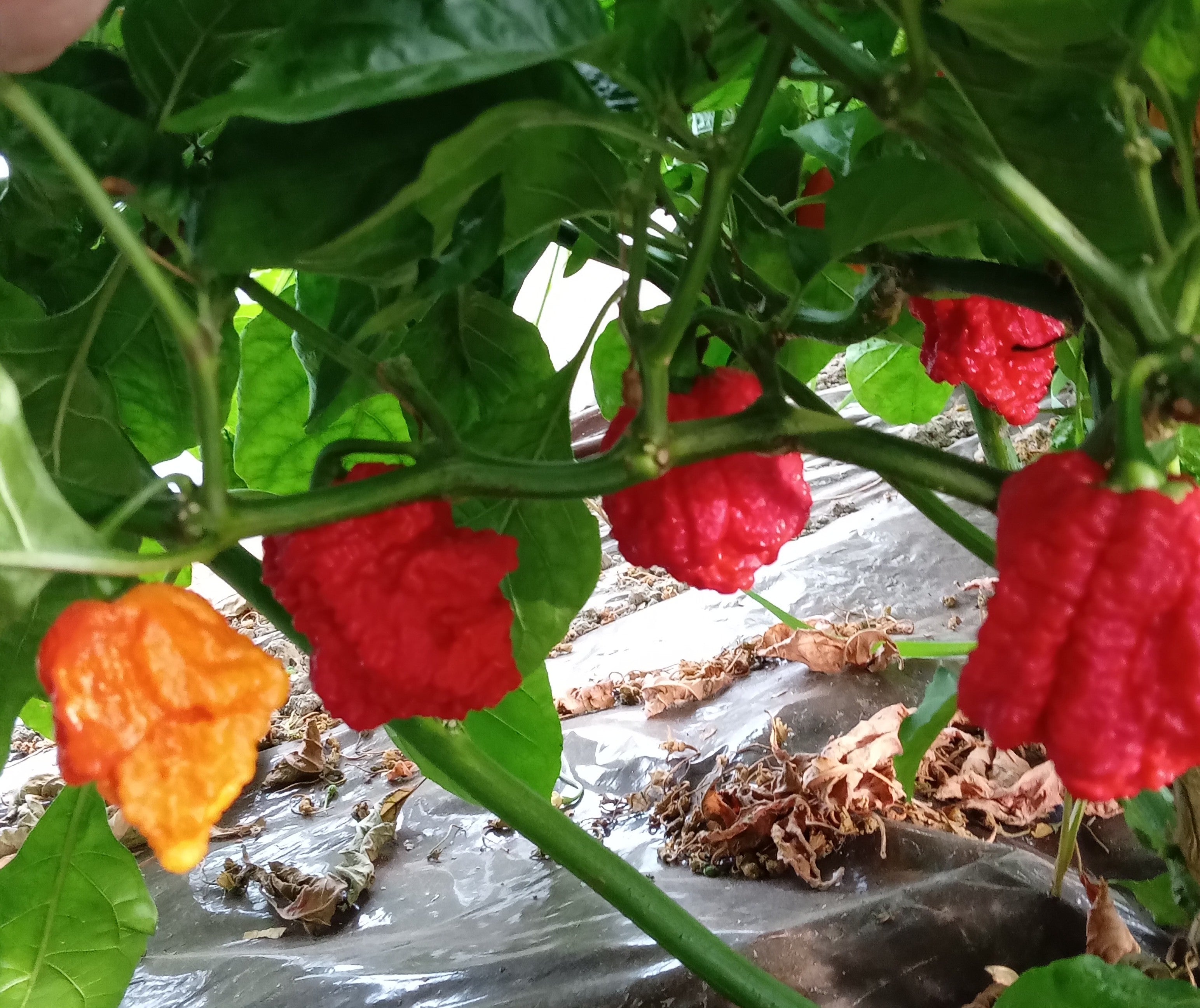 Răsad Ardei - 7 Pot Cinder