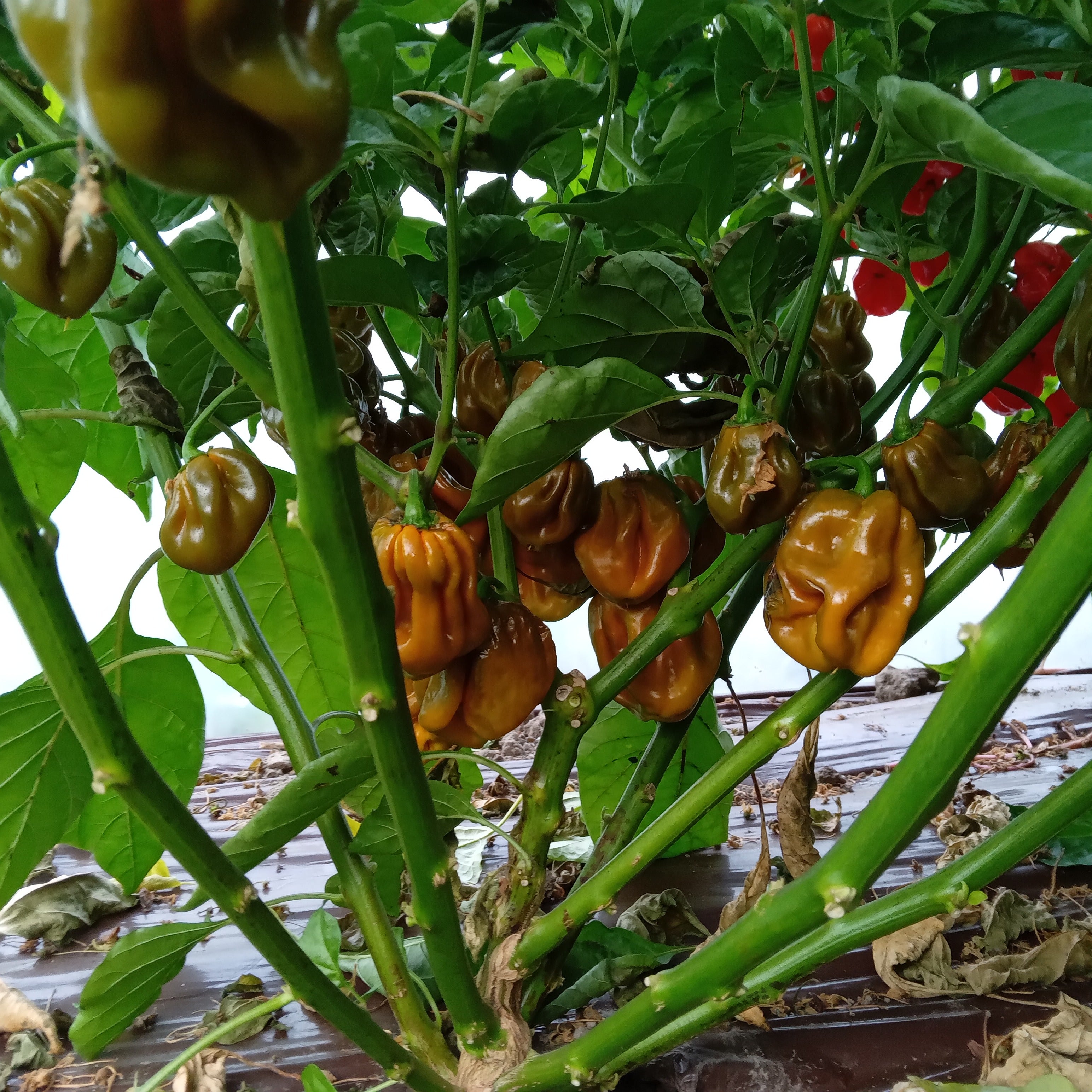 Seminţe Ardei - Habanero Mustard