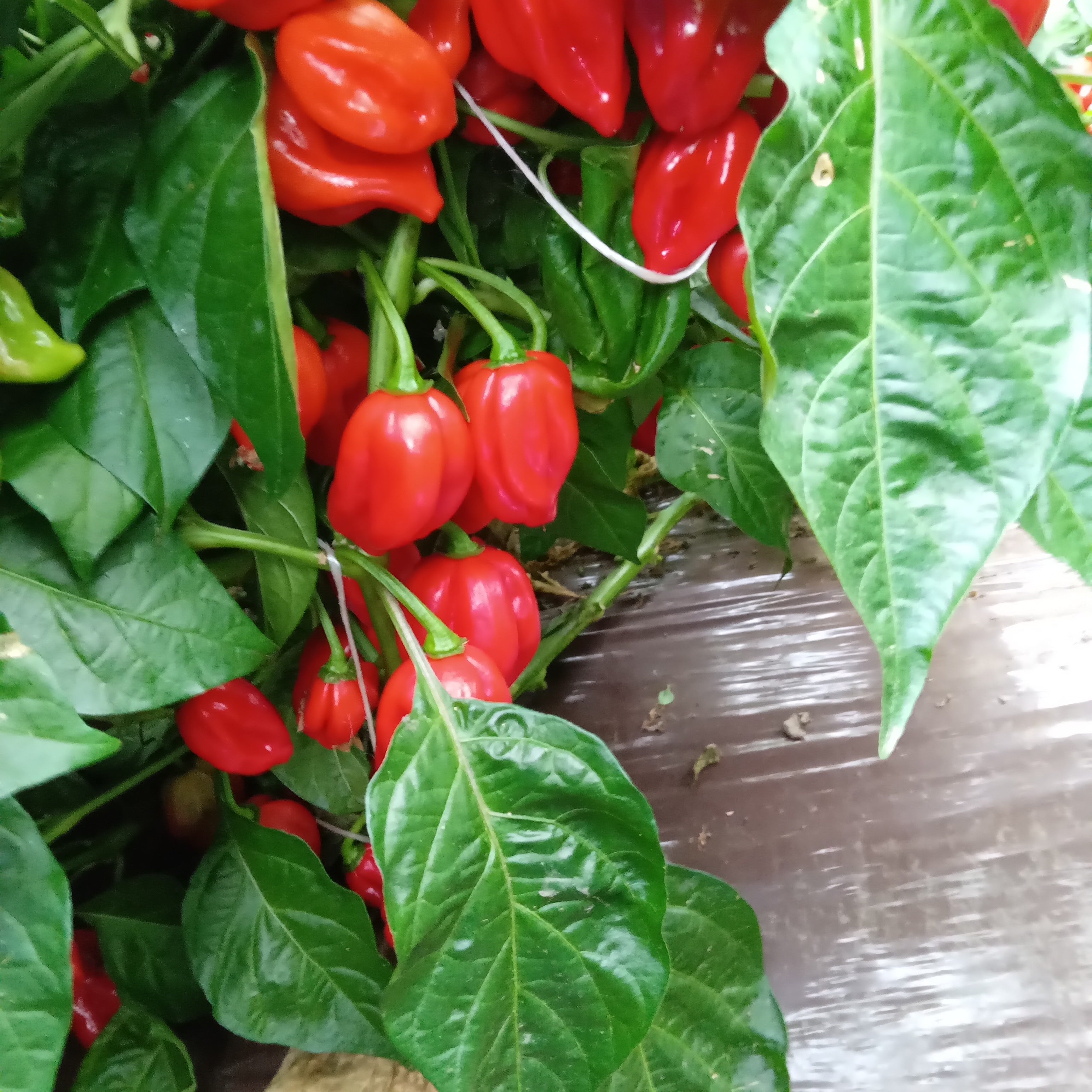 Seminţe Ardei - Habanero Red