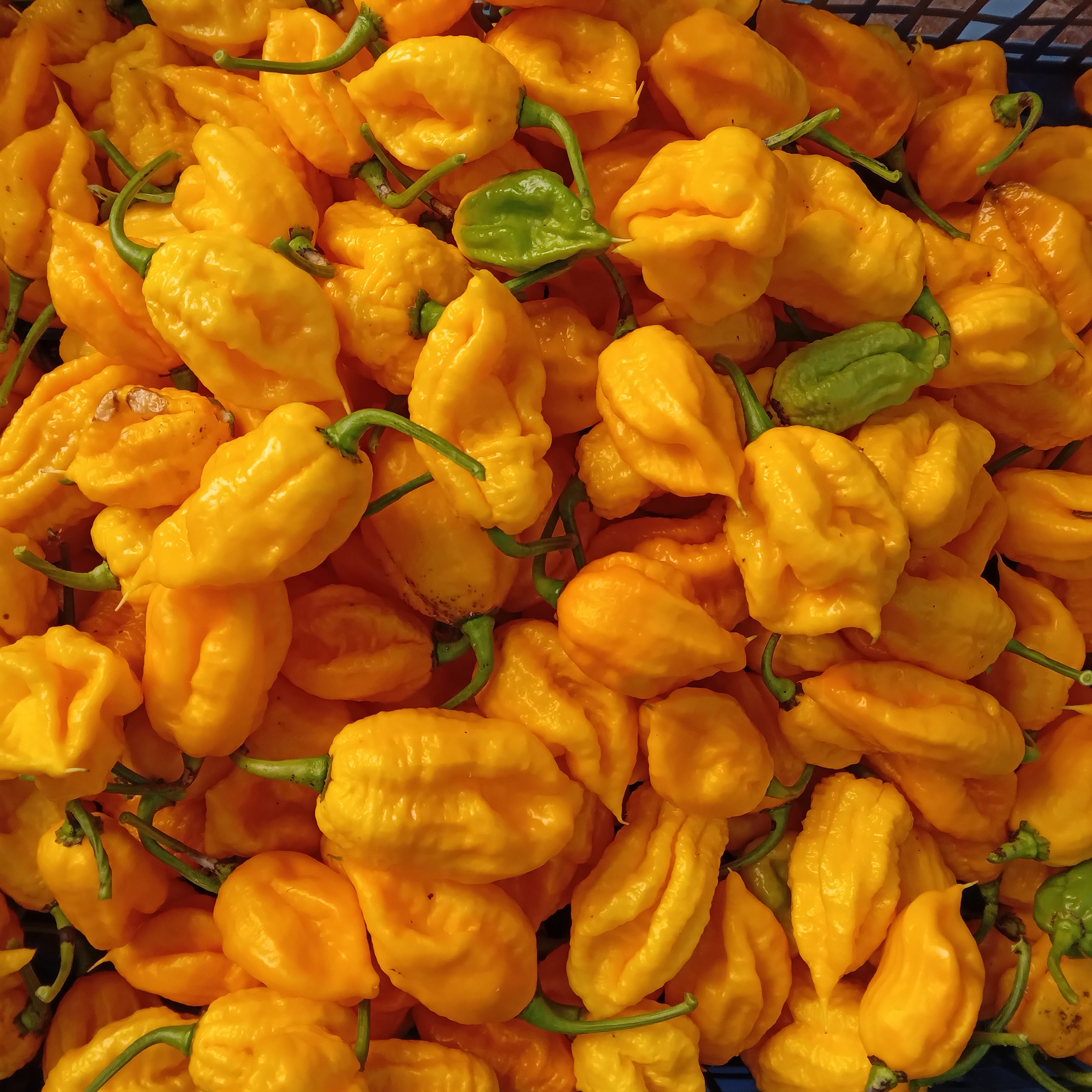 Răsad Ardei - Borg 9 Yellow