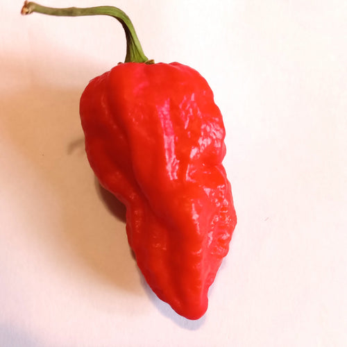 Seminţe Ardei - 3MSHU