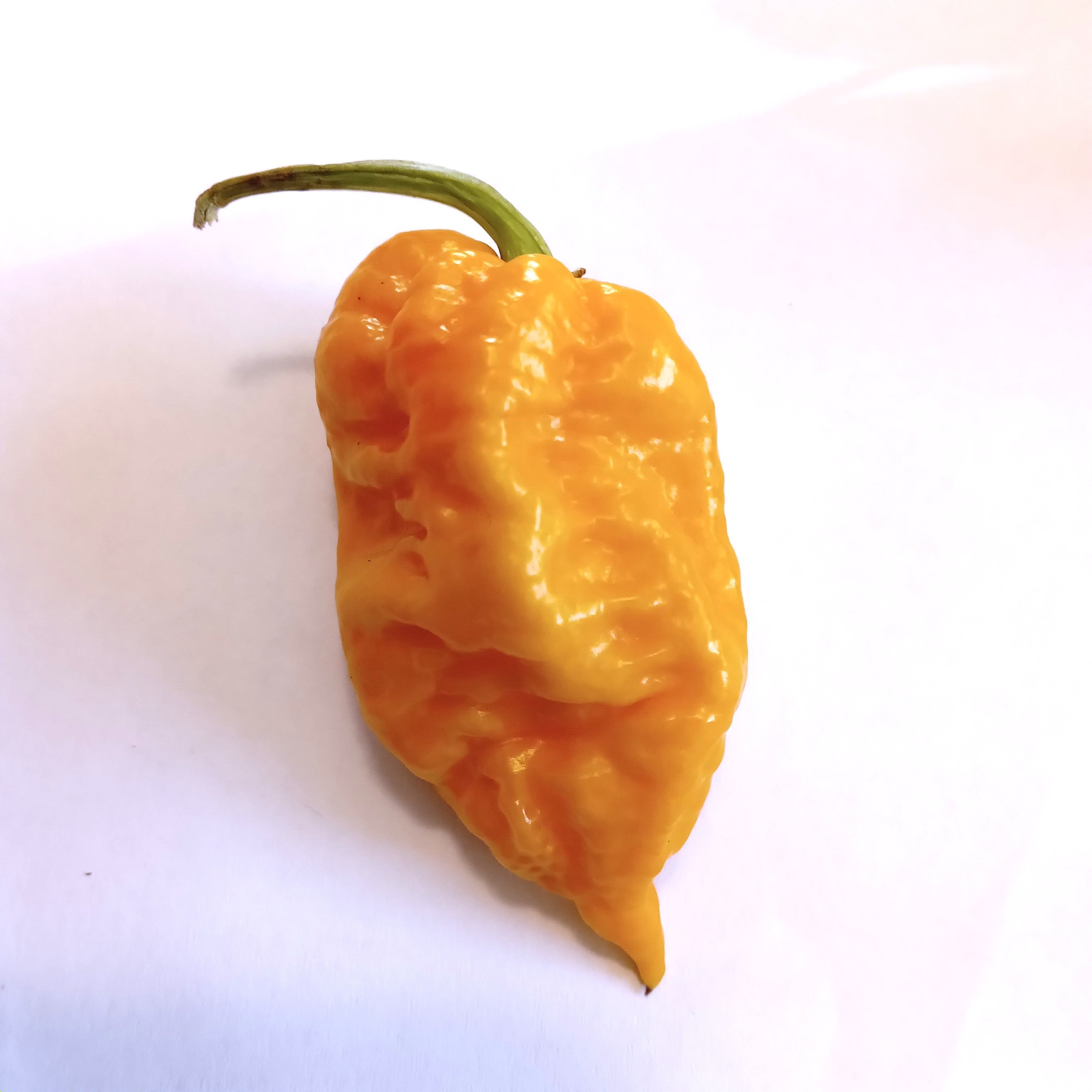 Răsad Ardei - Borg 9 Yellow