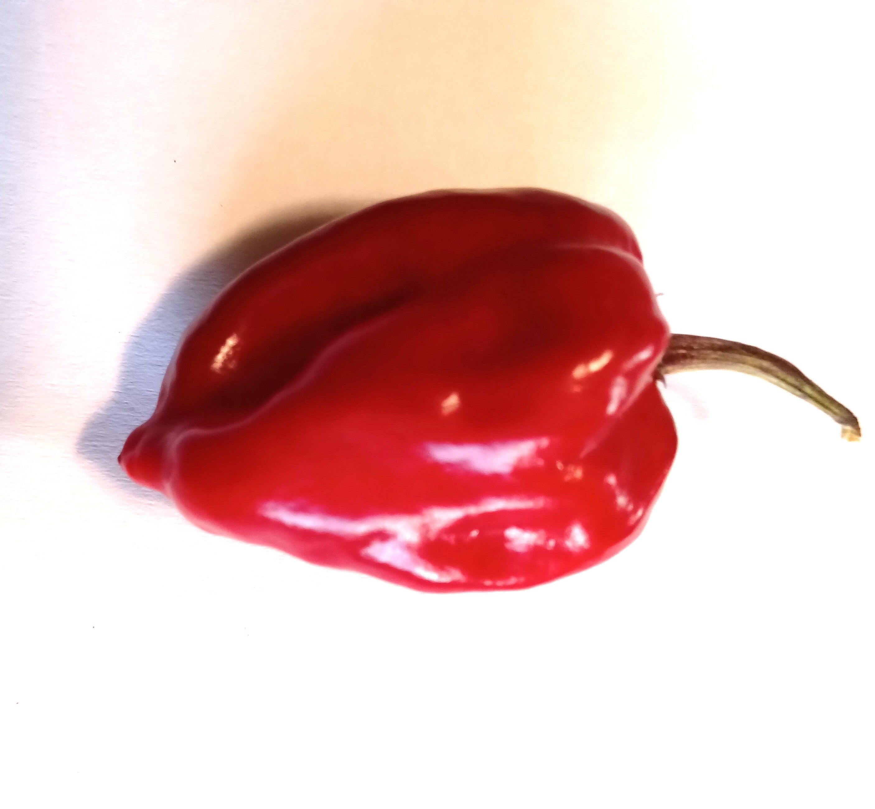 Răsad Ardei - Bhut Jolokia Purple