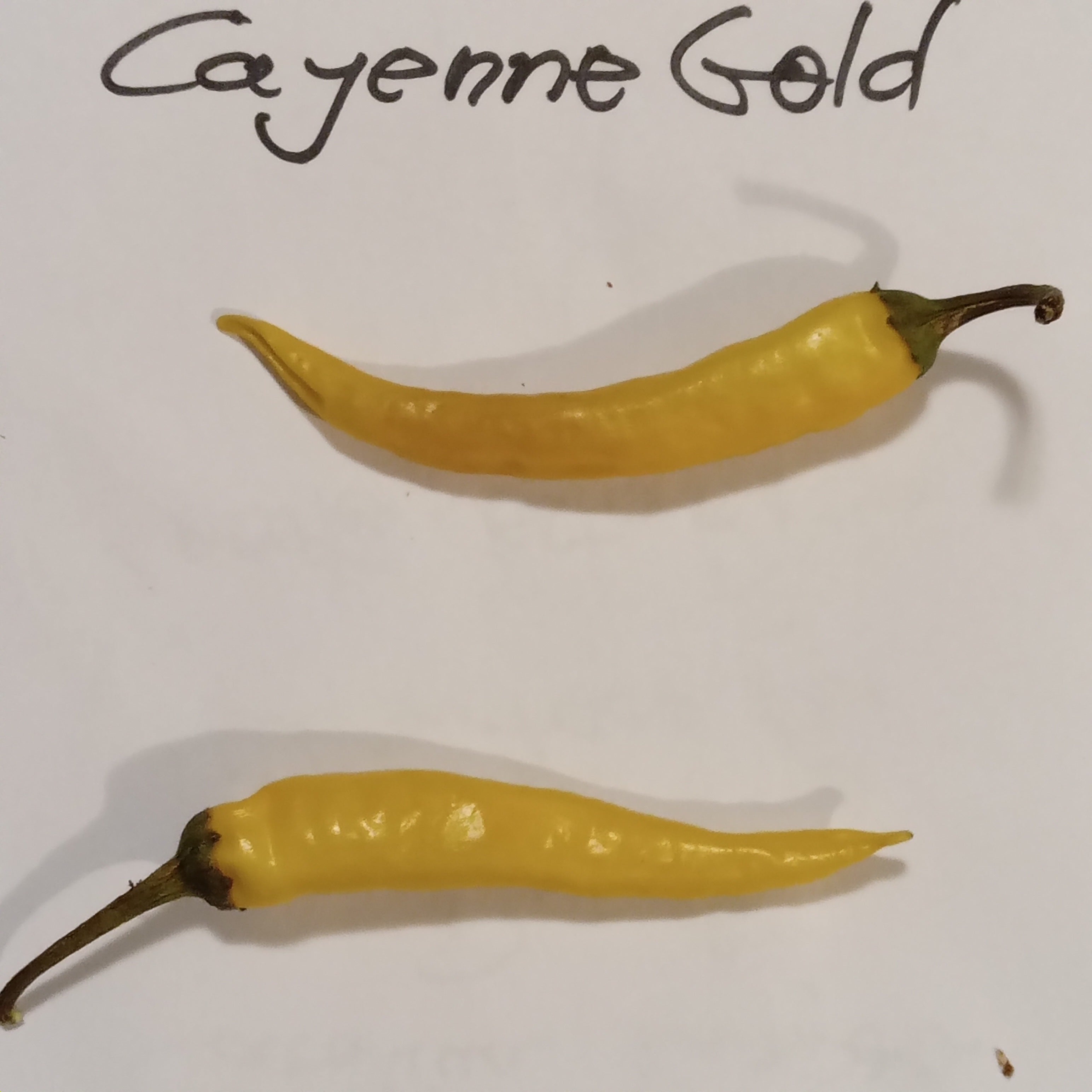 Răsad Ardei - Cayenne Golden