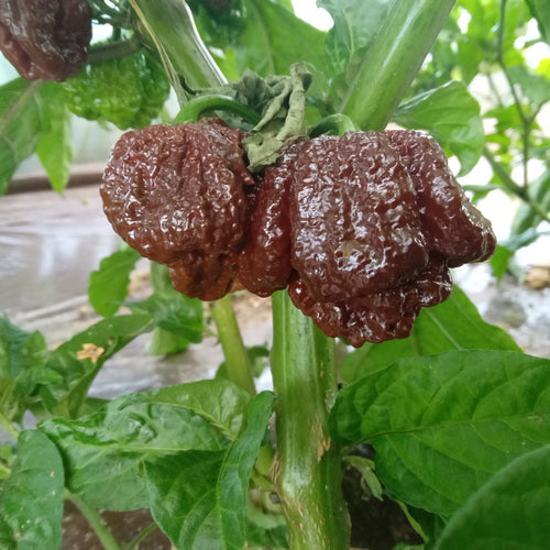 Seminţe Ardei - Carolina Reaper Chocolate