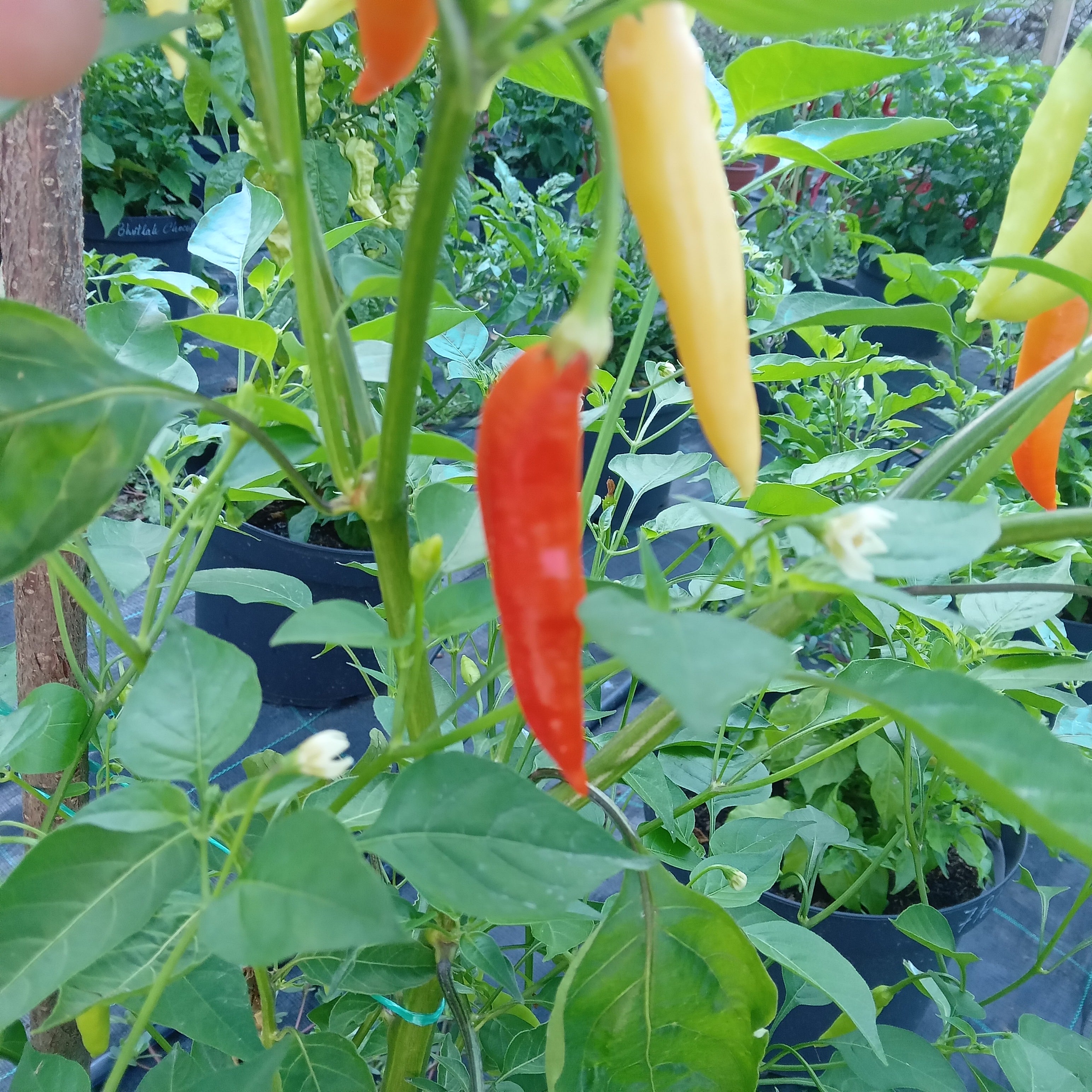 Răsad Ardei - Brigits Locoto