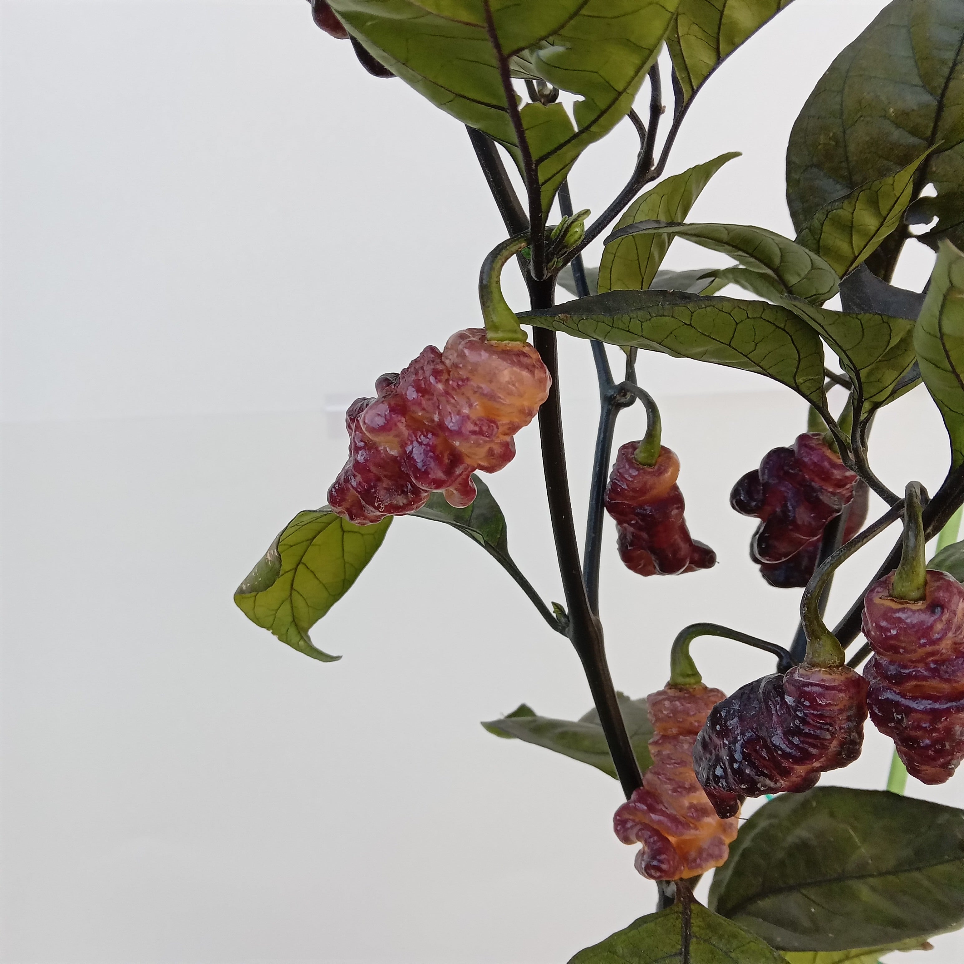 Seminţe Ardei - Thor's Thunderbolt