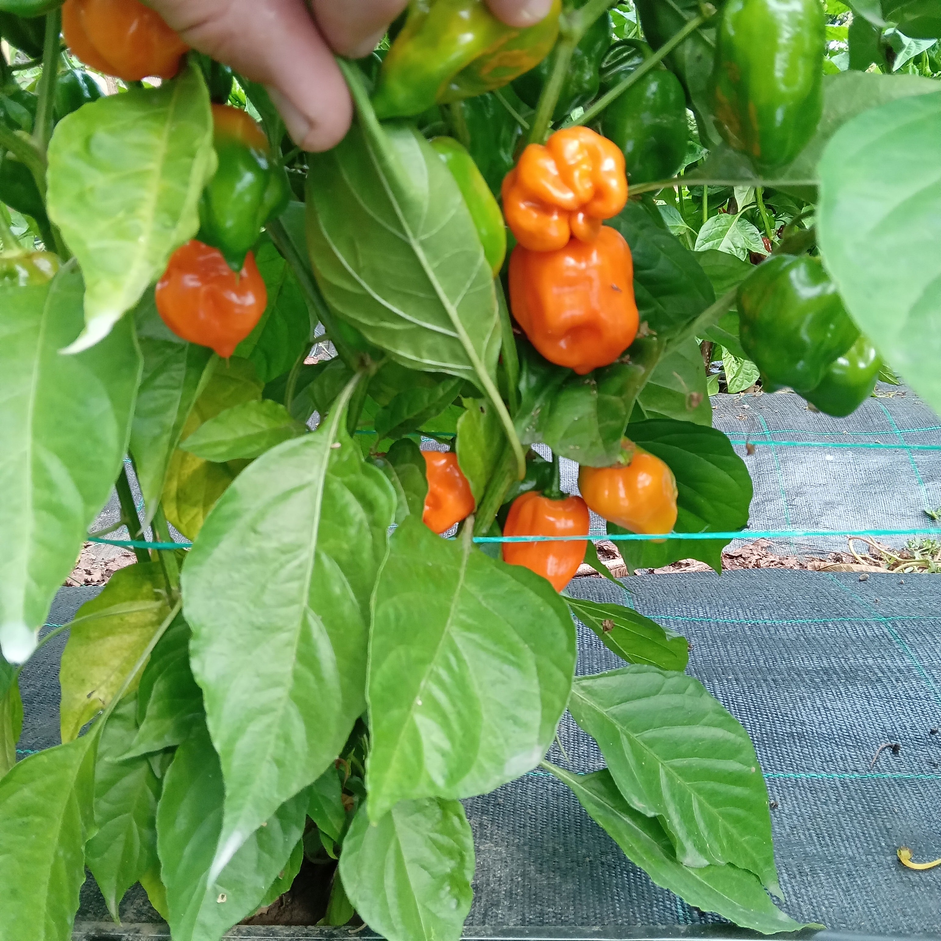 Seminţe Ardei - Habanero Orange