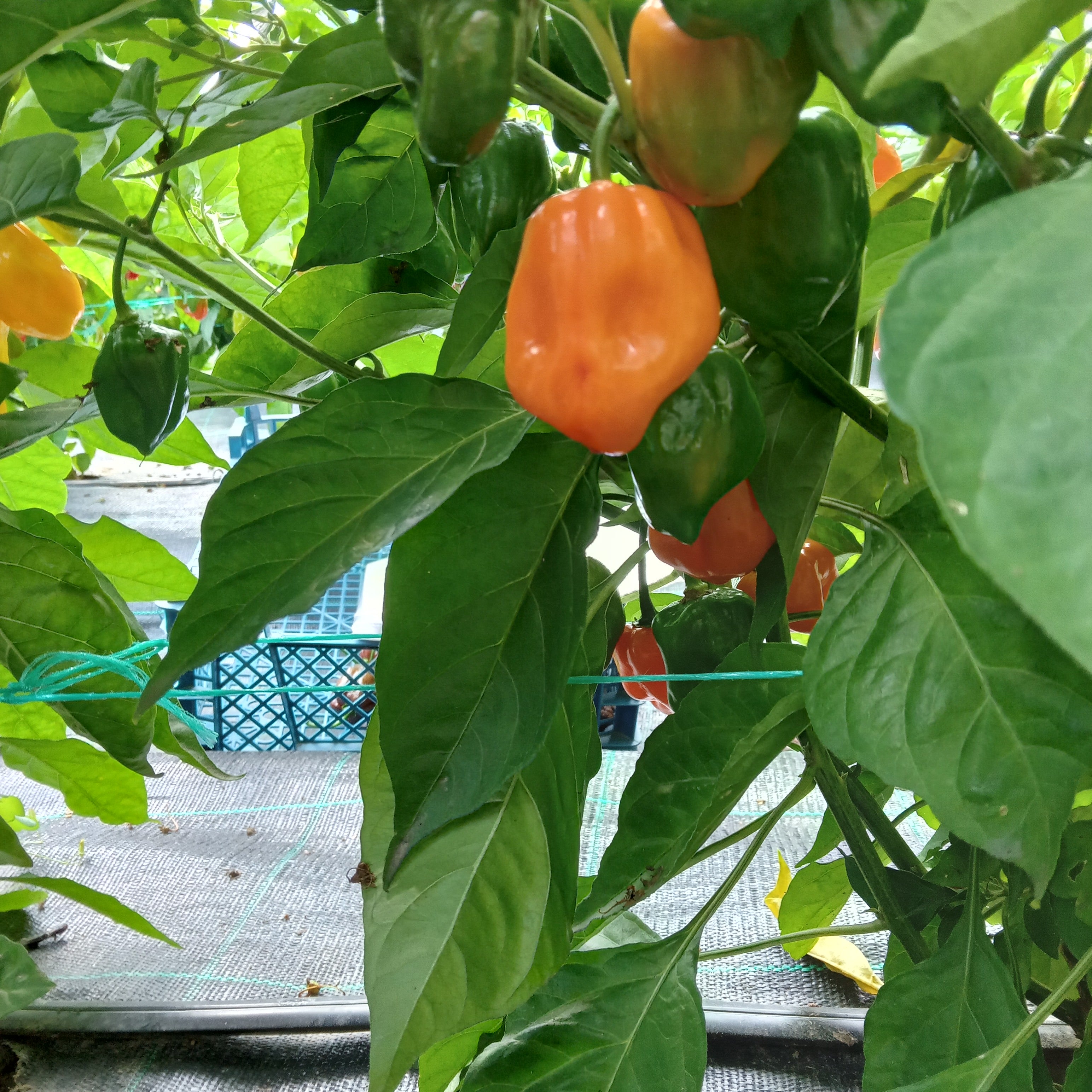 Seminţe Ardei - Habanero Orange