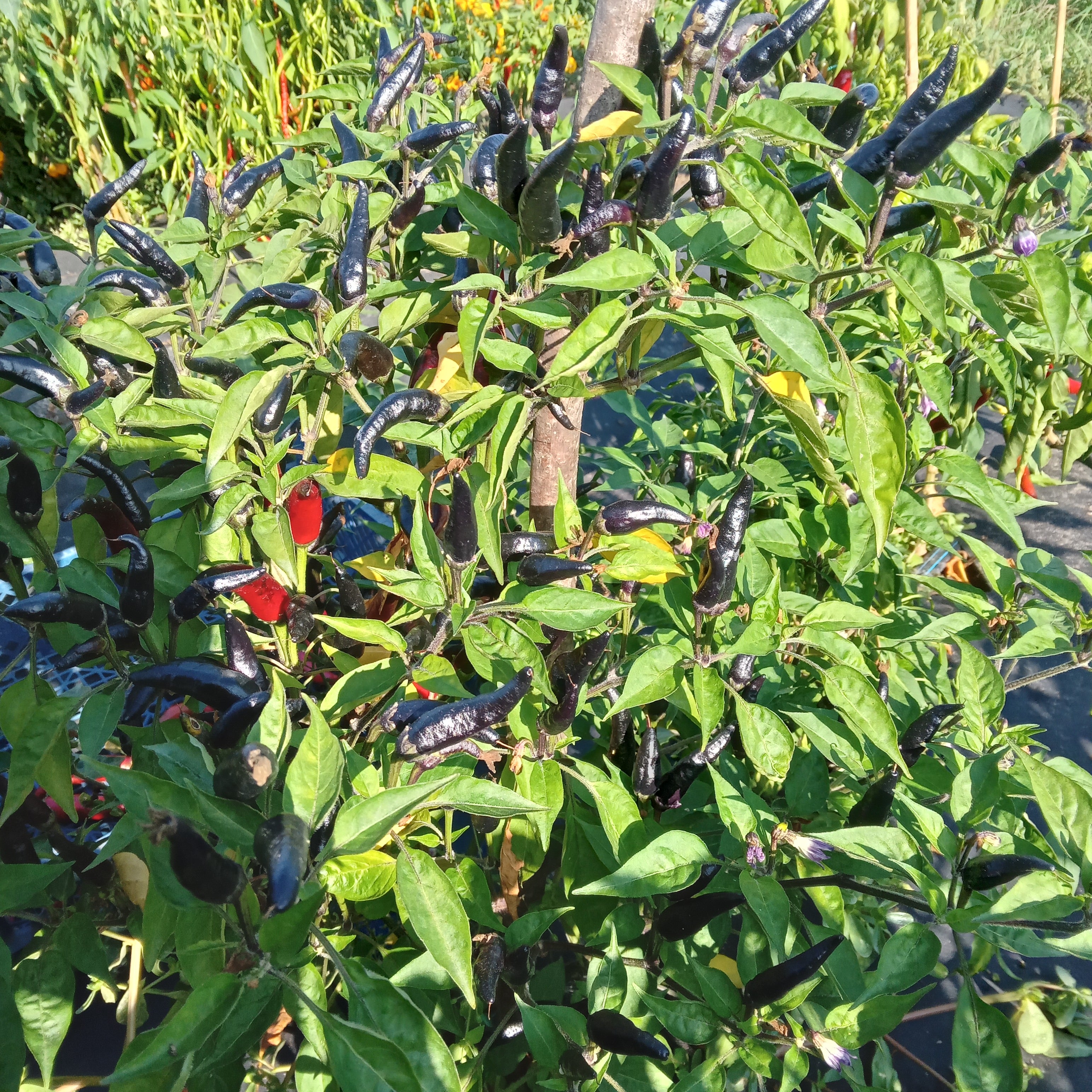 Răsad Ardei - Cayenne Purple Up