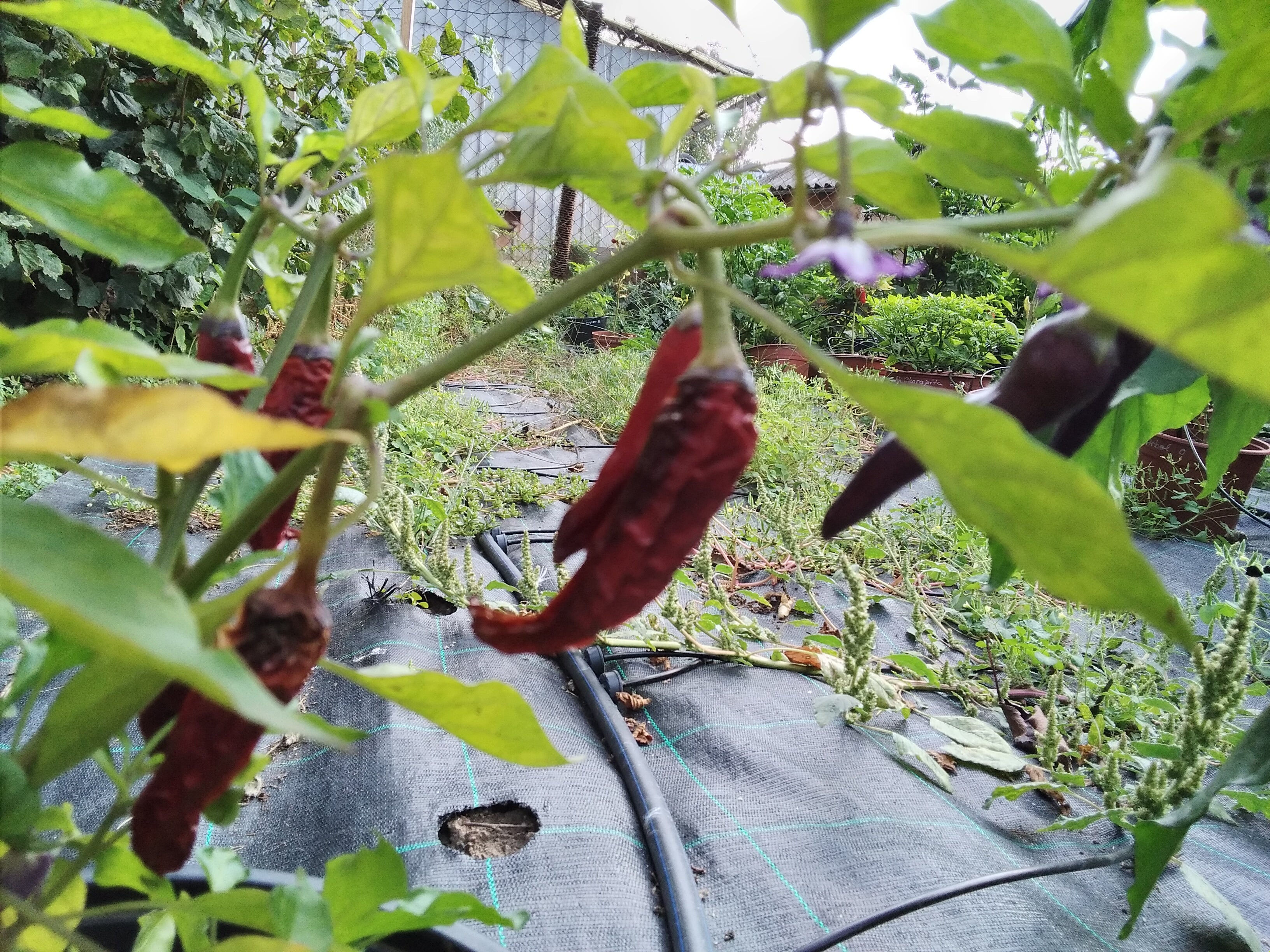 Răsad Ardei - Cayenne Purple Down