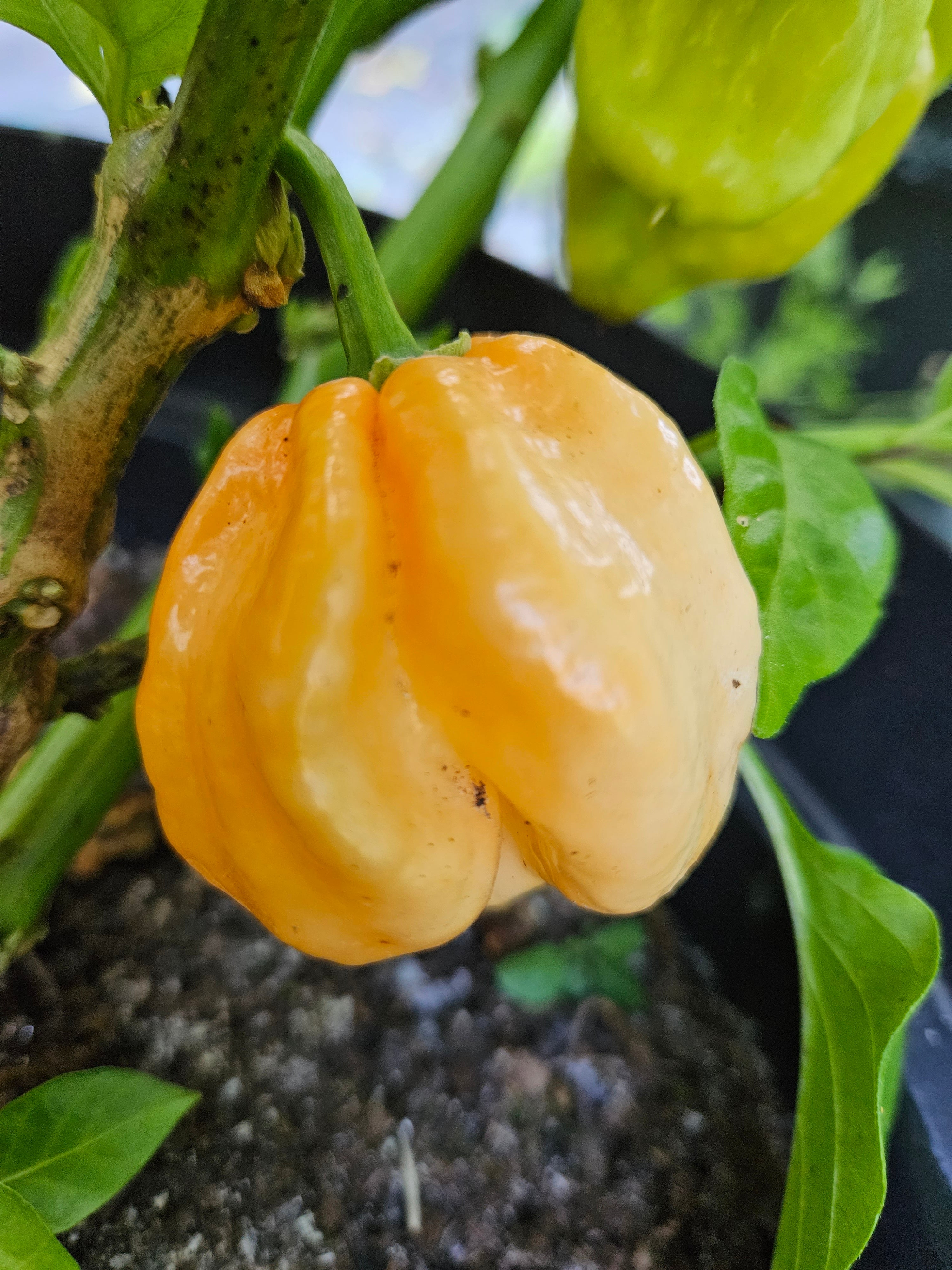 Răsad Ardei - 7 Pot Pink