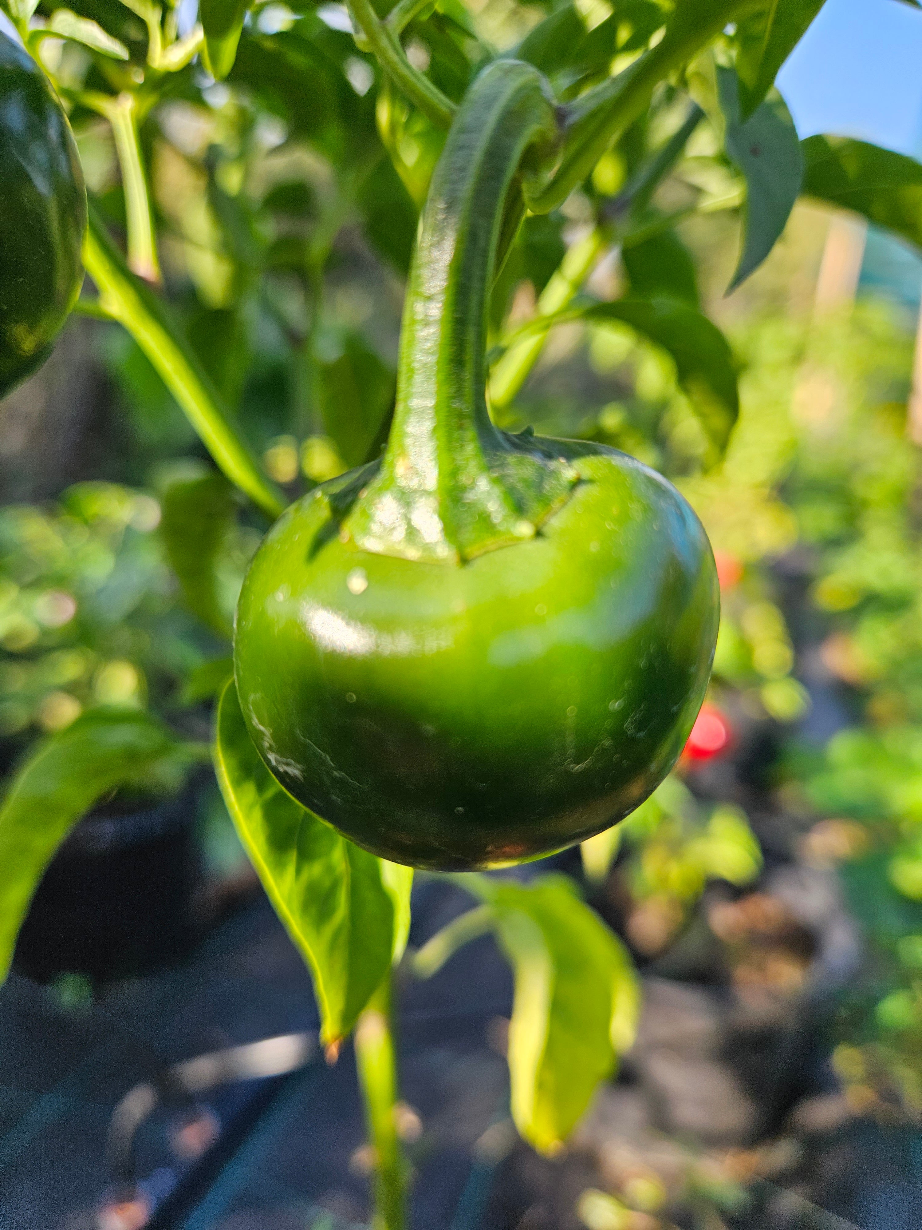 Răsad Ardei - Cumra Cherry