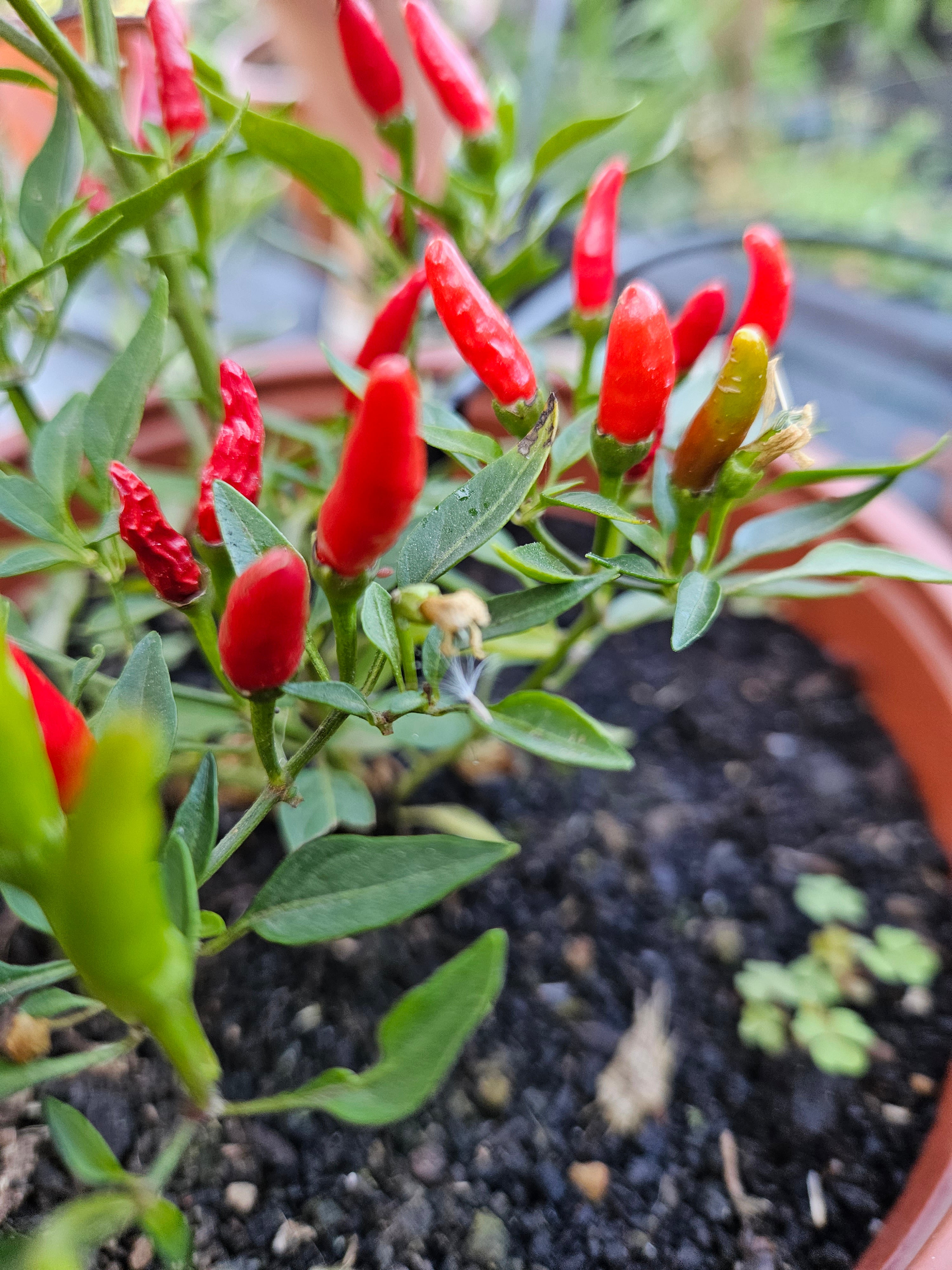 Răsad Ardei - Bird's Eye