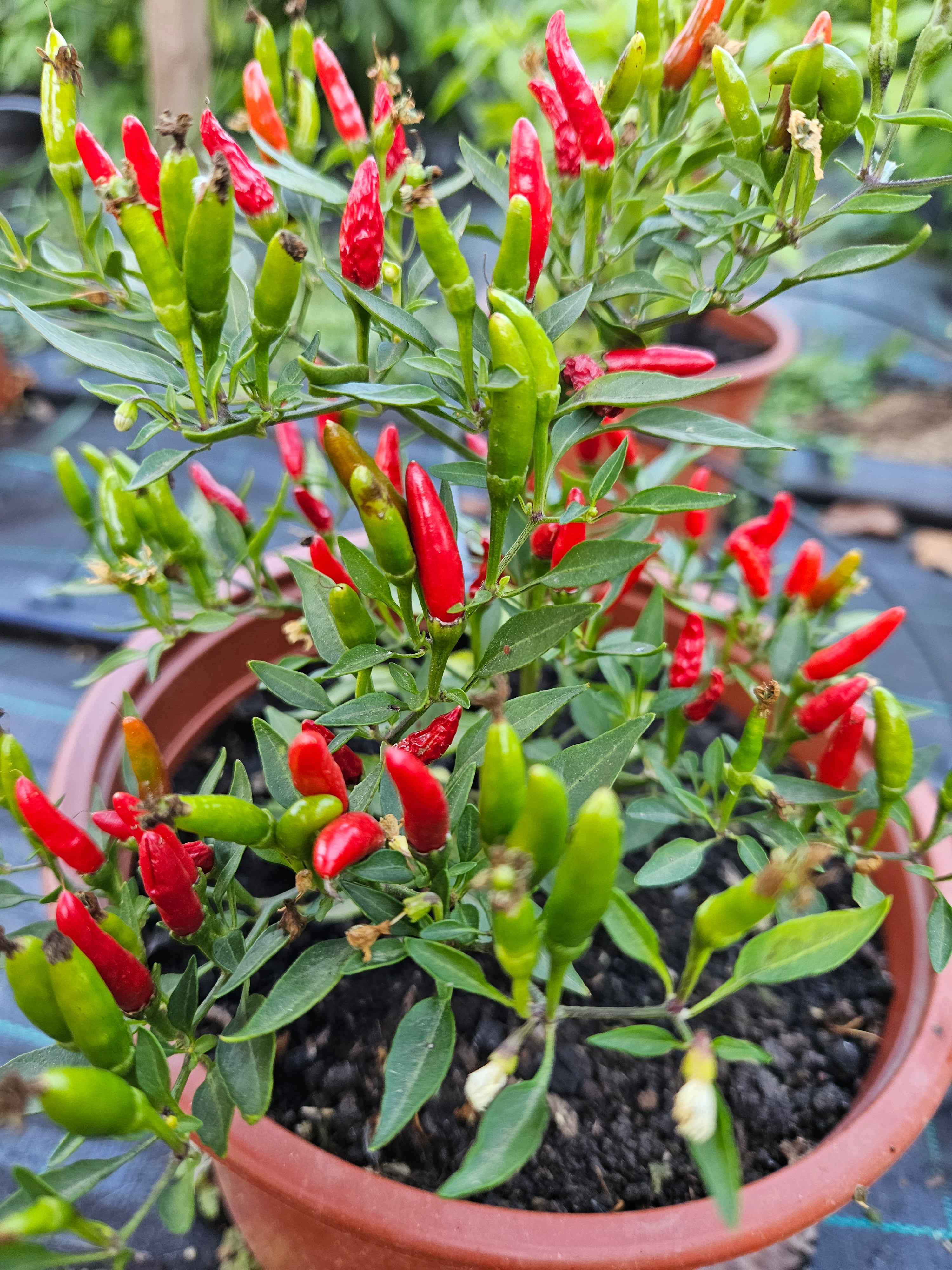 Răsad Ardei - Bird's Eye