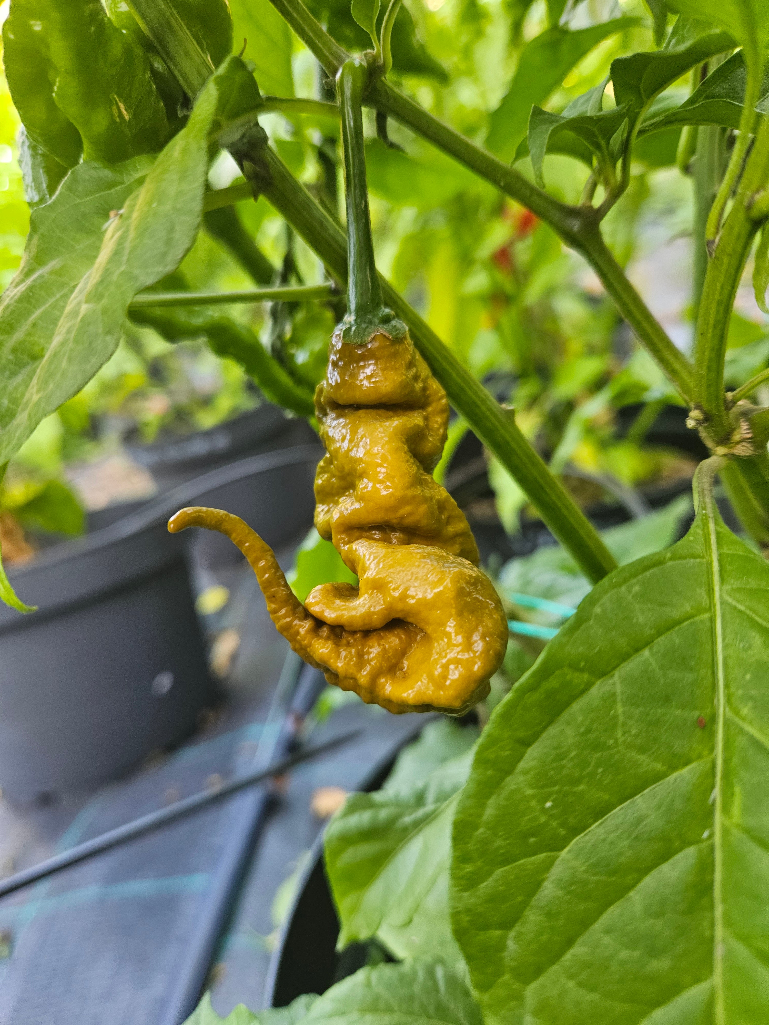 Seminţe Ardei - Primortalii Mustard