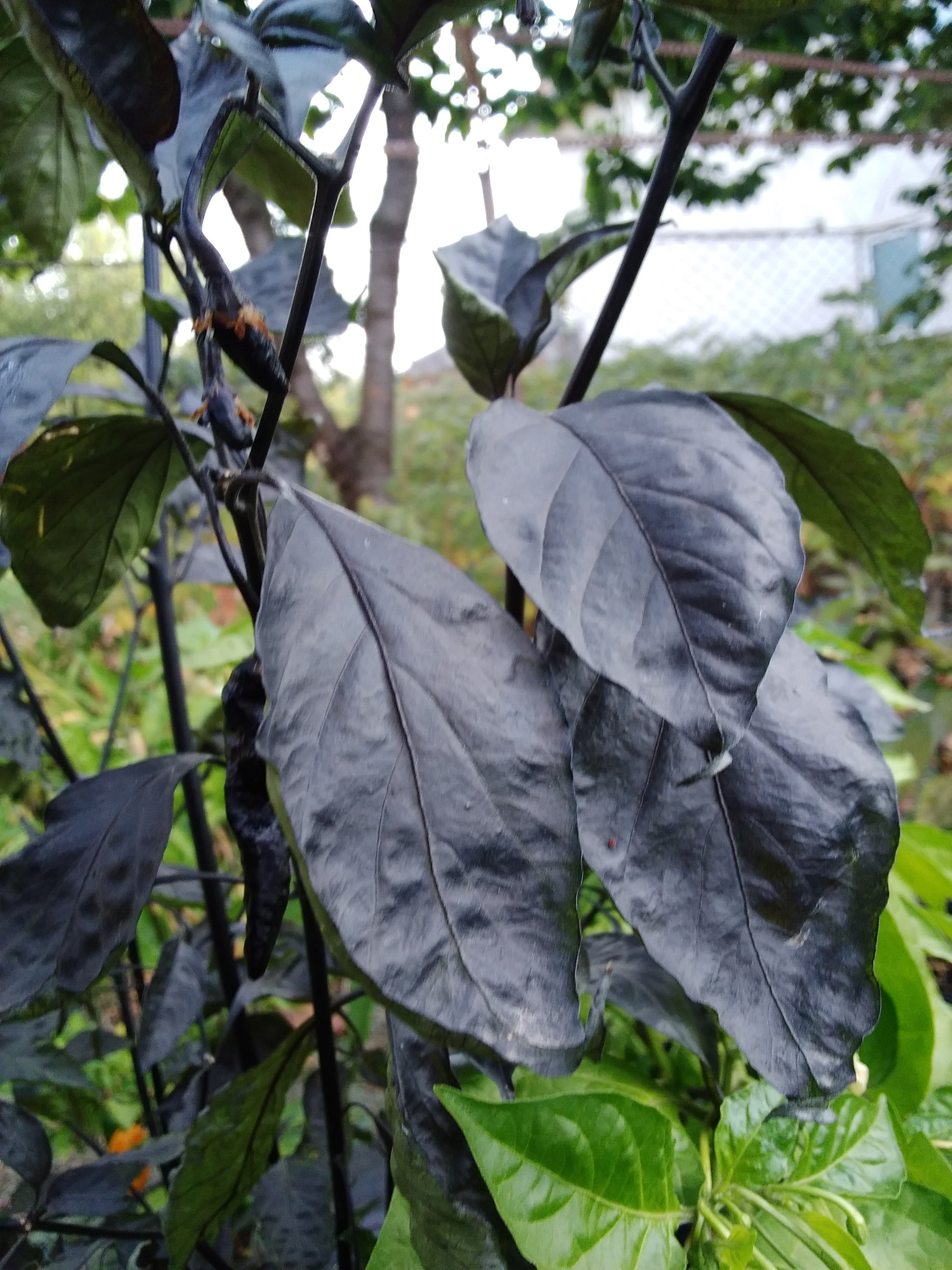 Pepper Seedling - Hurt Berry