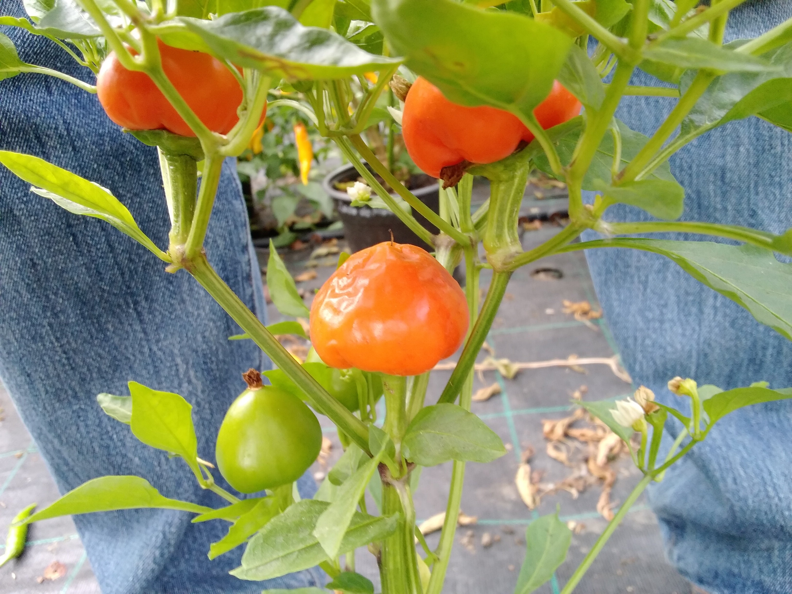 Răsad Ardei - Cherry Bomb Orange