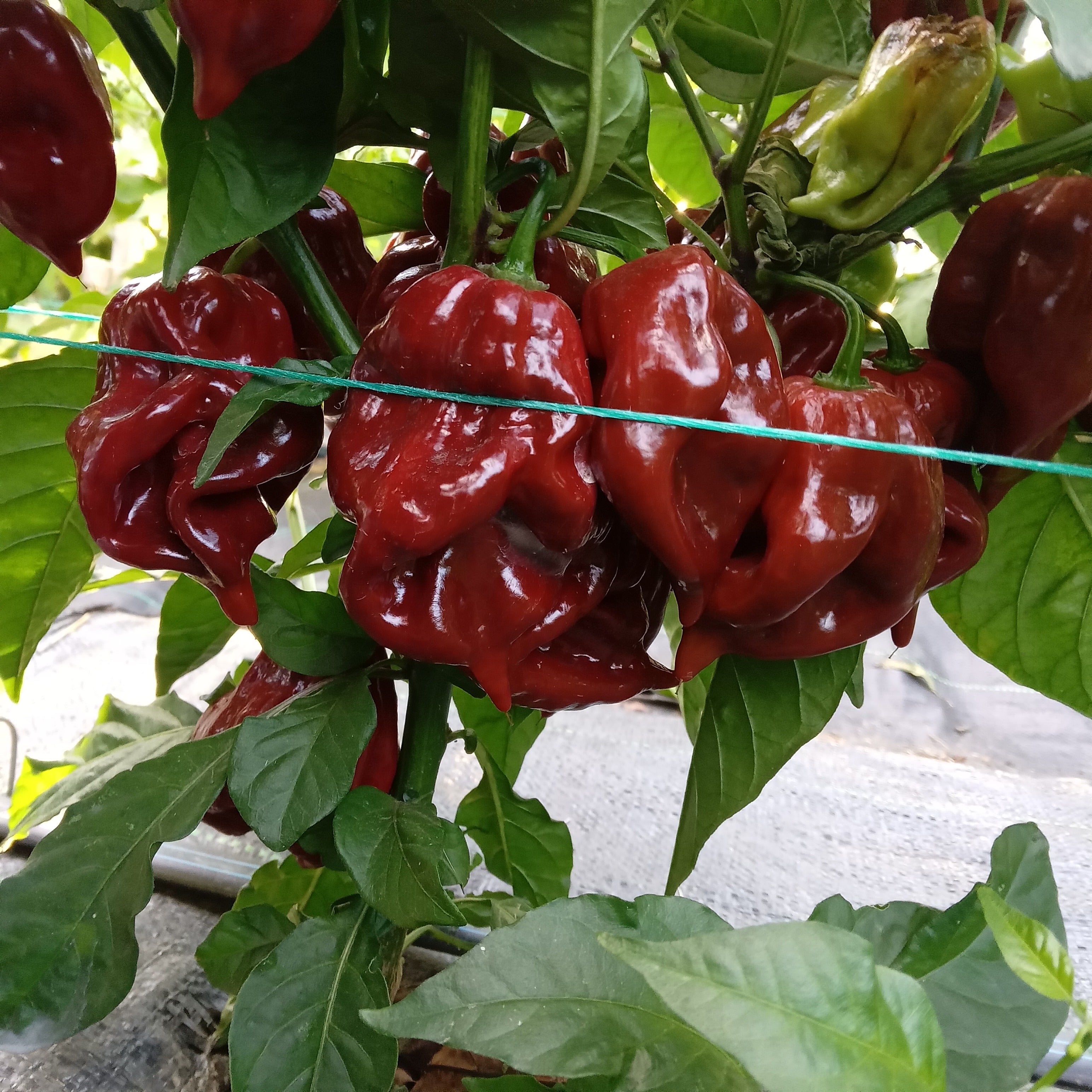 Pepper Seedling - Devil's Tongue Caramel