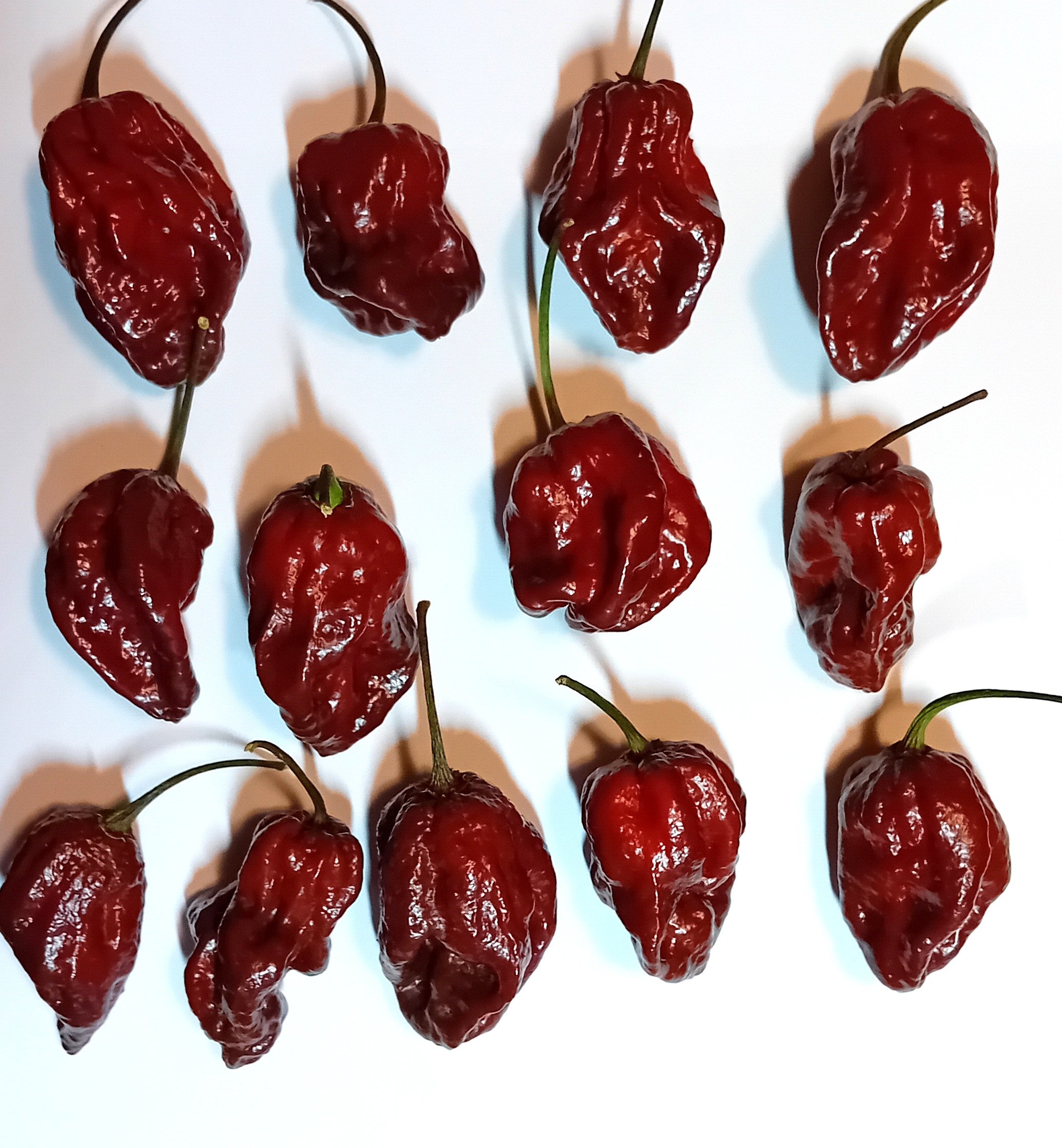 Răsad Ardei - 7 Pot Douglah Chocolate