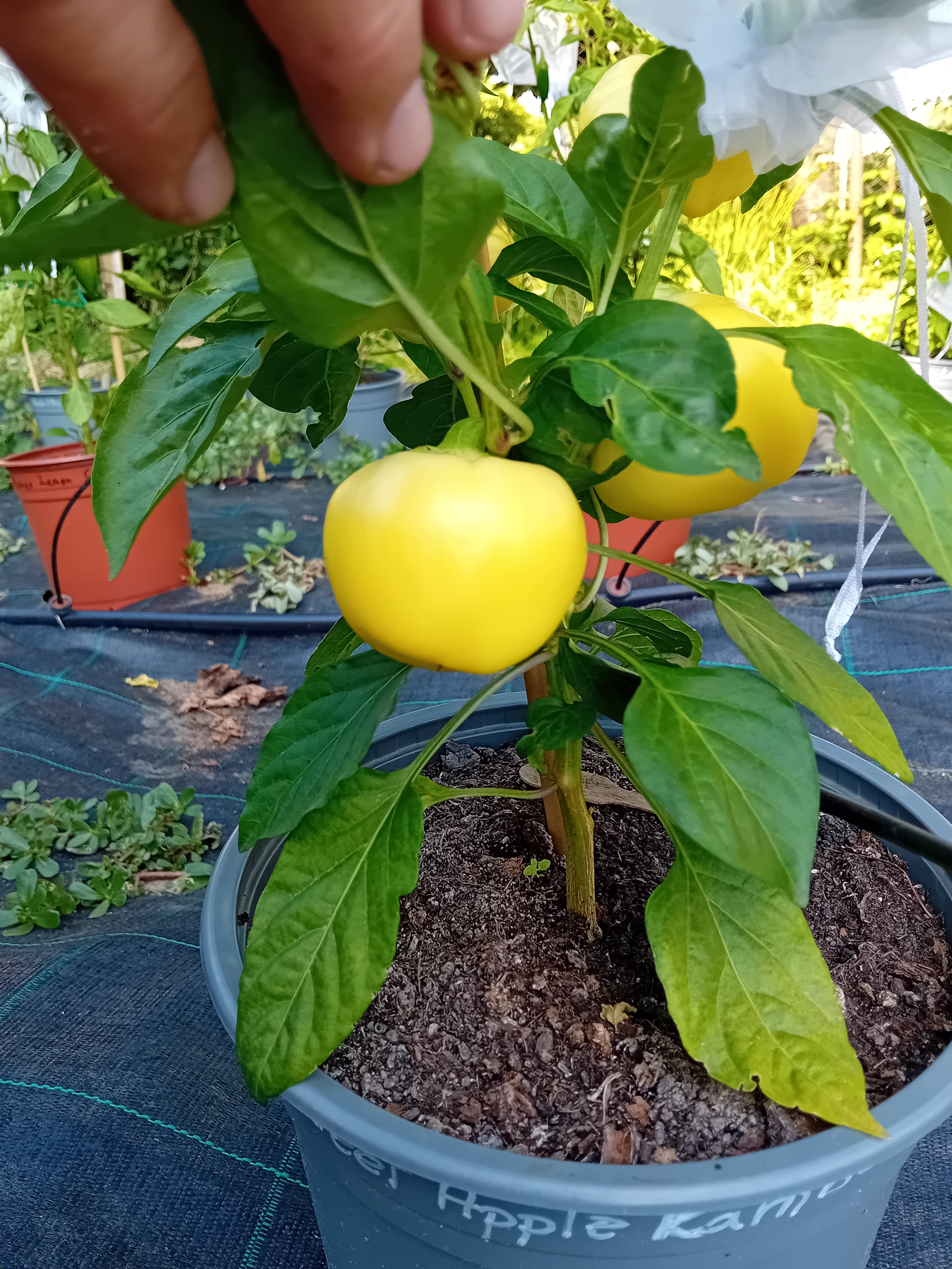 Răsad Ardei - Sweet Apple Kambe