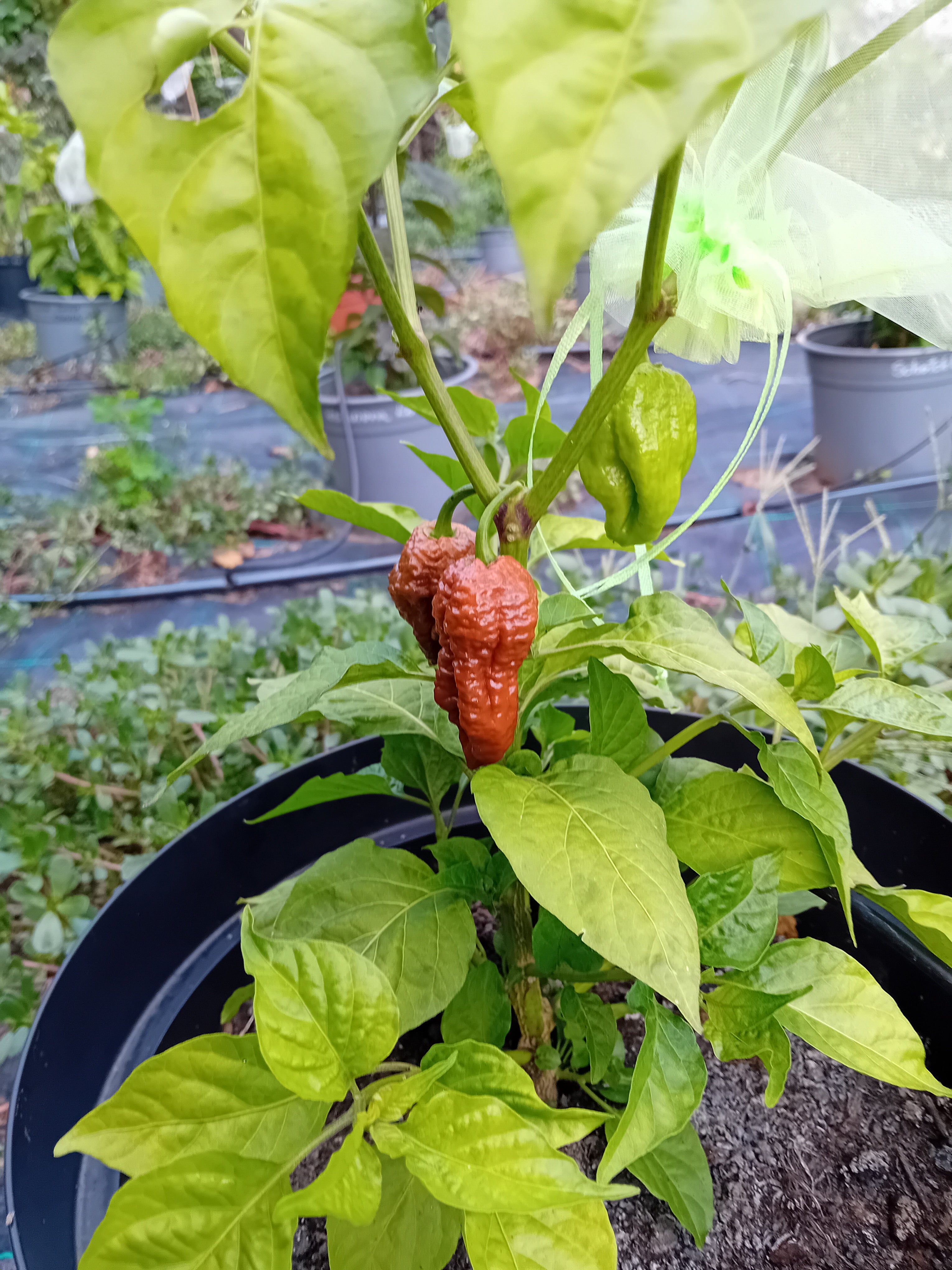 Răsad Ardei - 3MSHU Chocolate