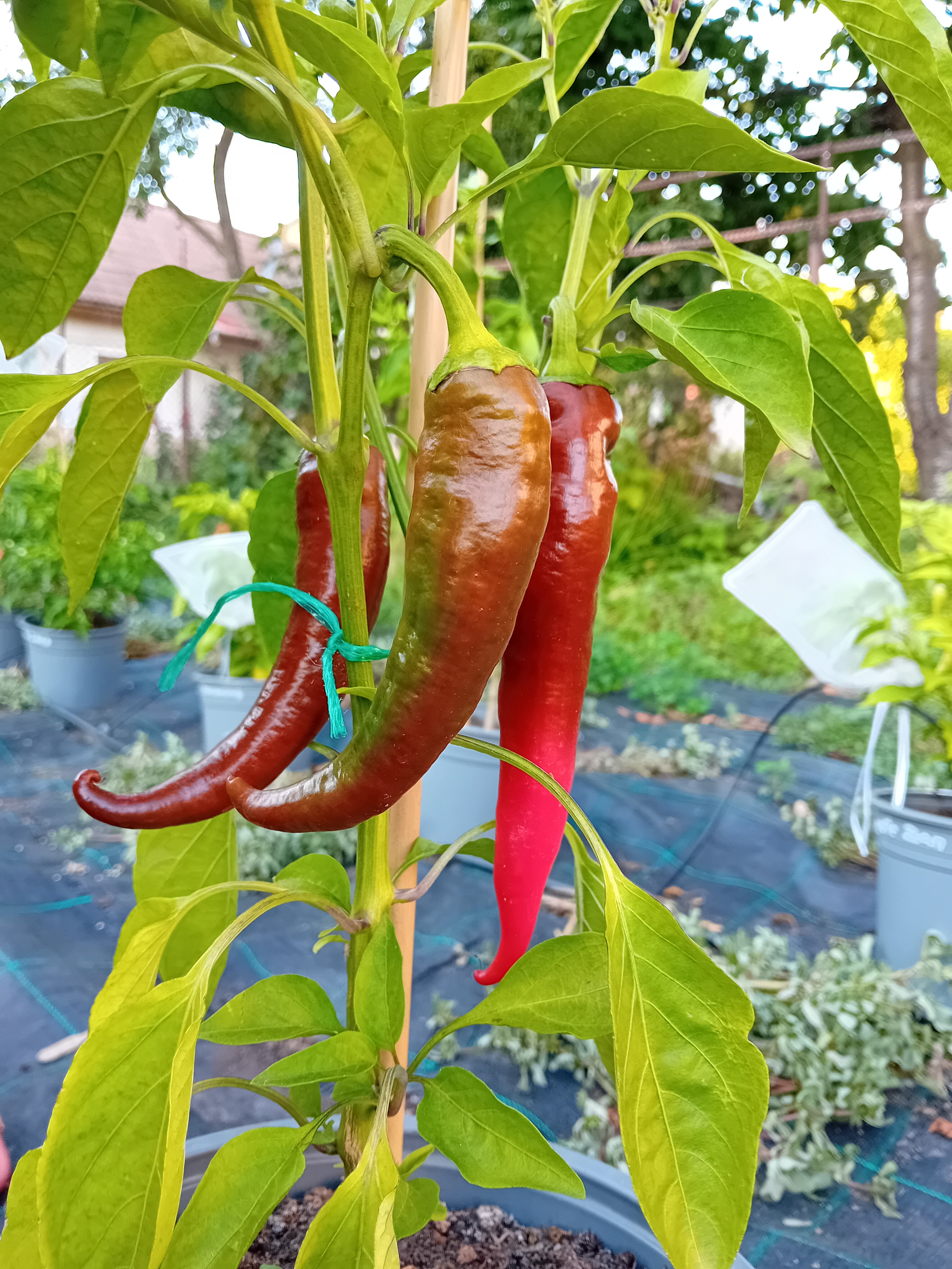 Seminţe Ardei - Jalapeno NuMex Joe E. Parker