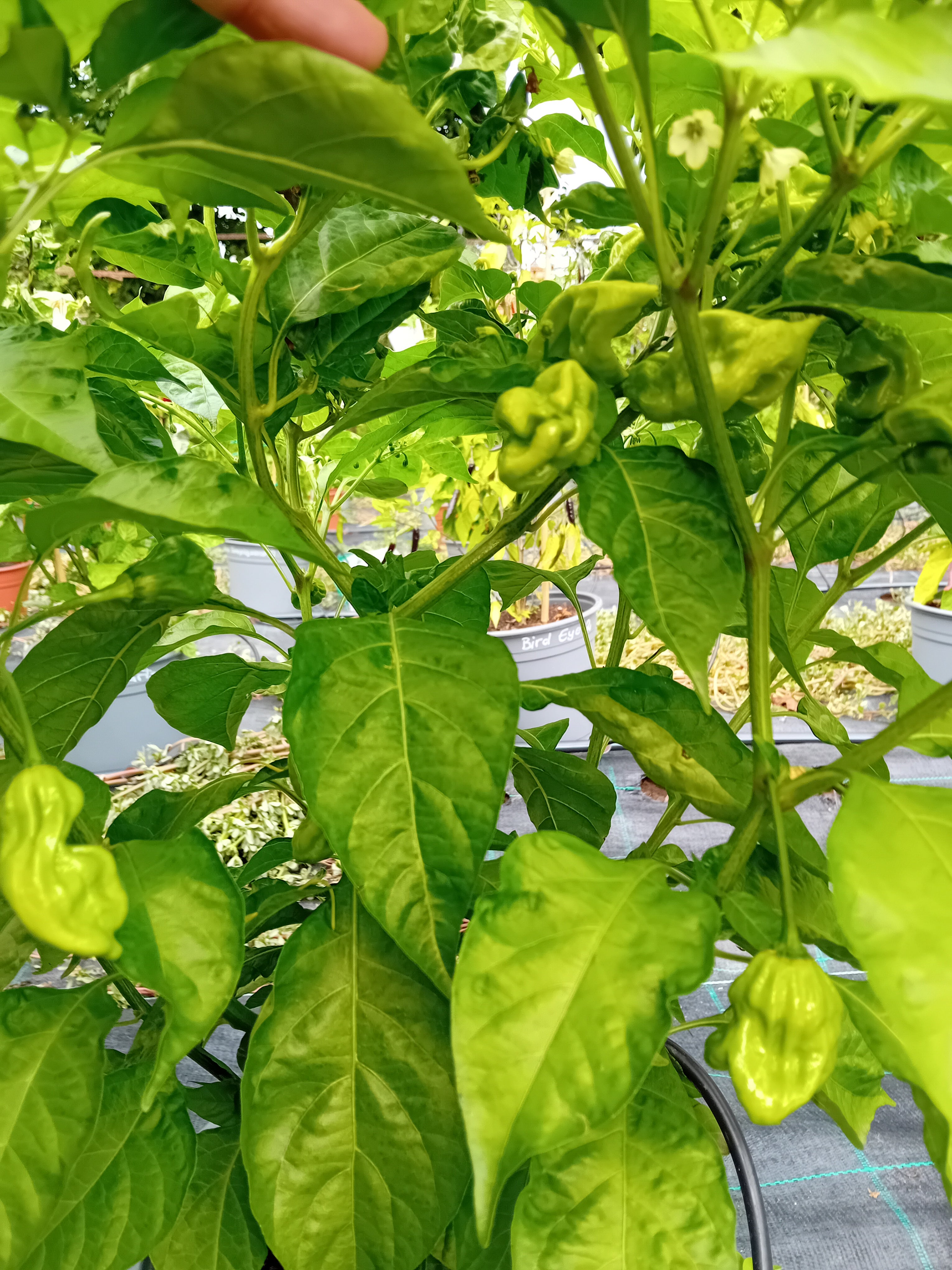 Răsad Ardei - Aji Chombo