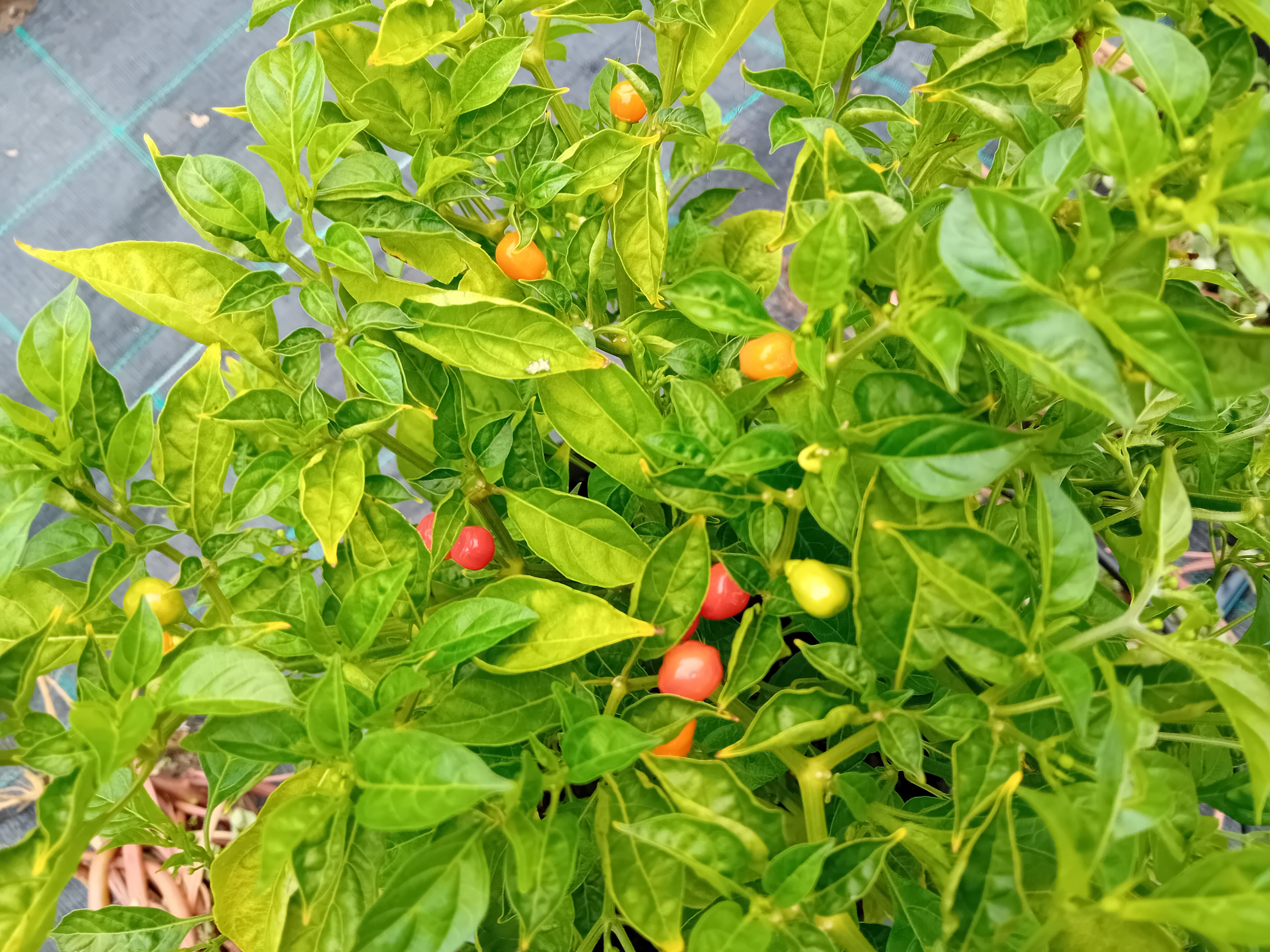 Răsad Ardei - Aji Charapita Red