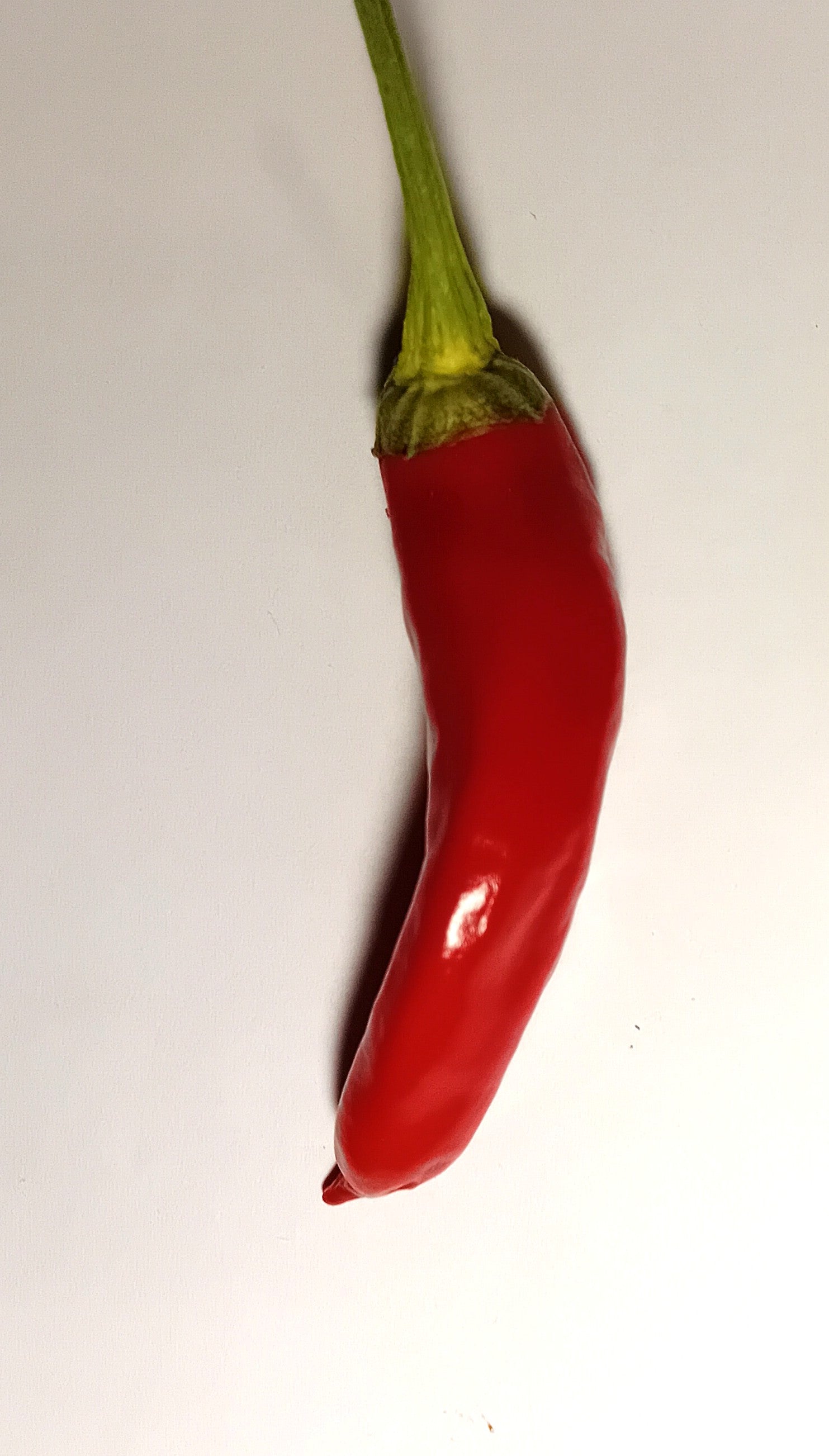 Pepper Seedling - Fresno Long