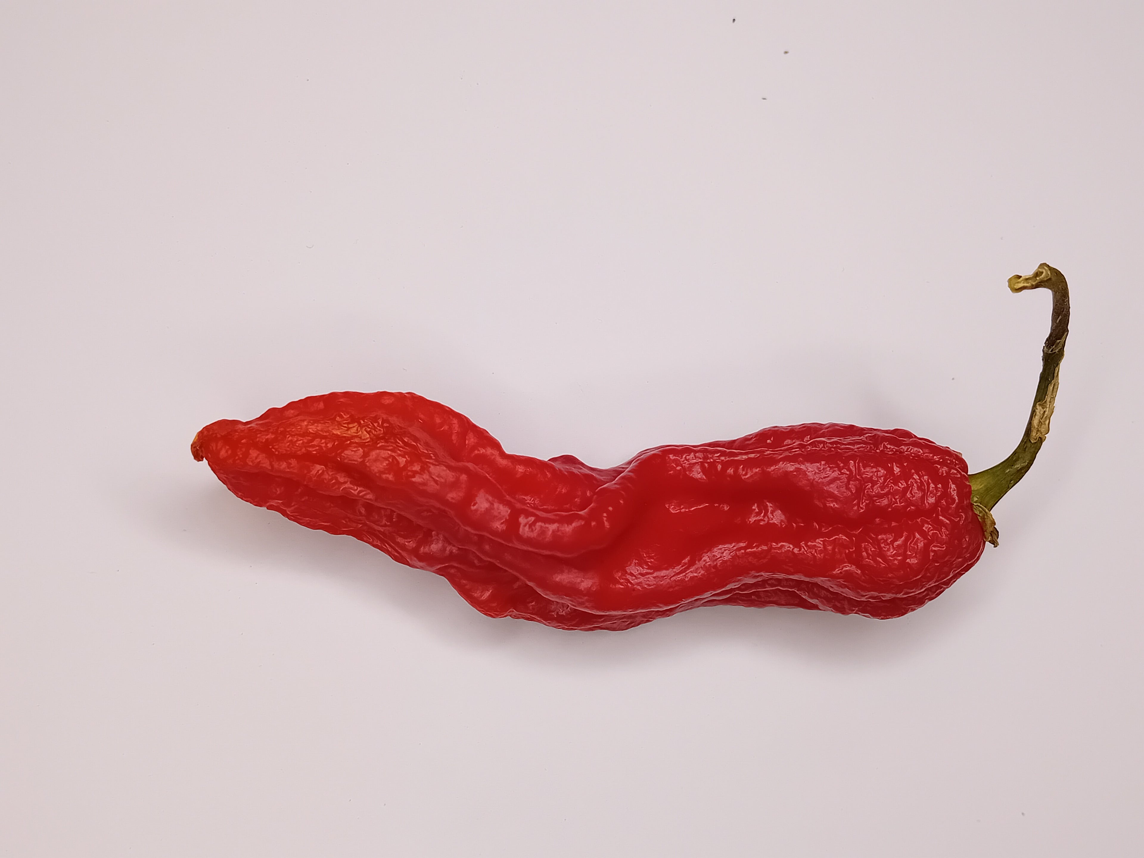 Seminţe Ardei - Super Bhut Jolokia Red