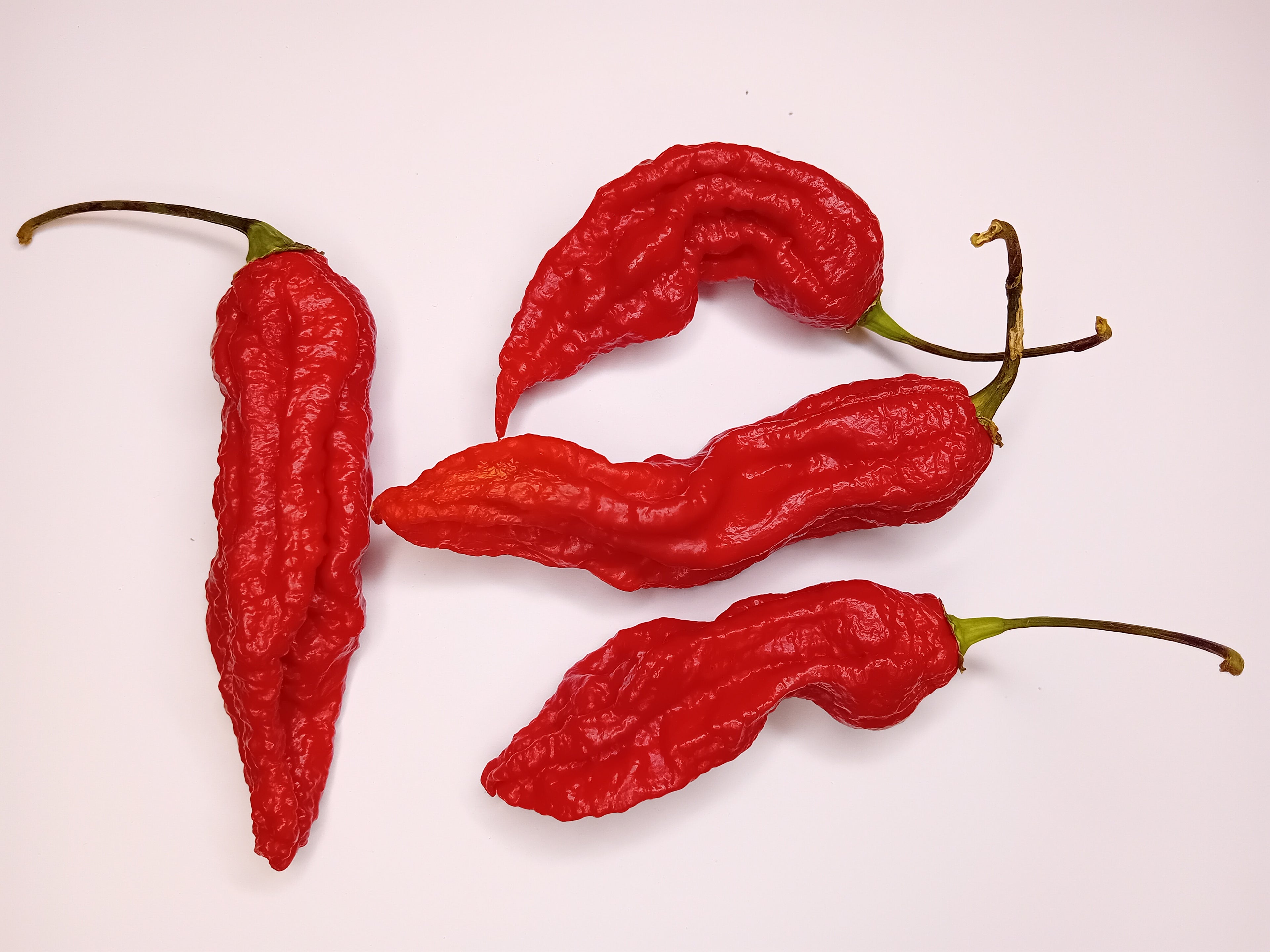 Seminţe Ardei - Super Bhut Jolokia Red